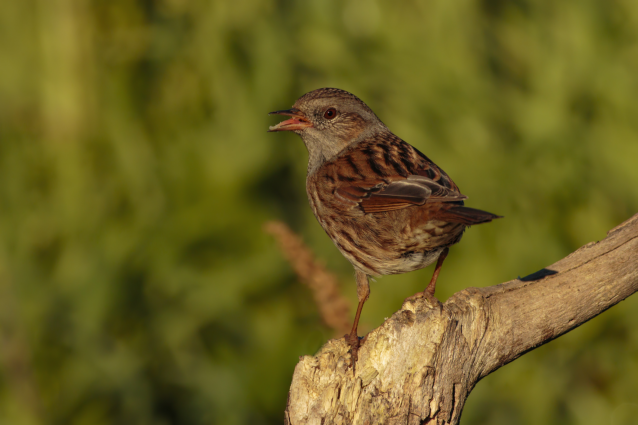 Dunnock