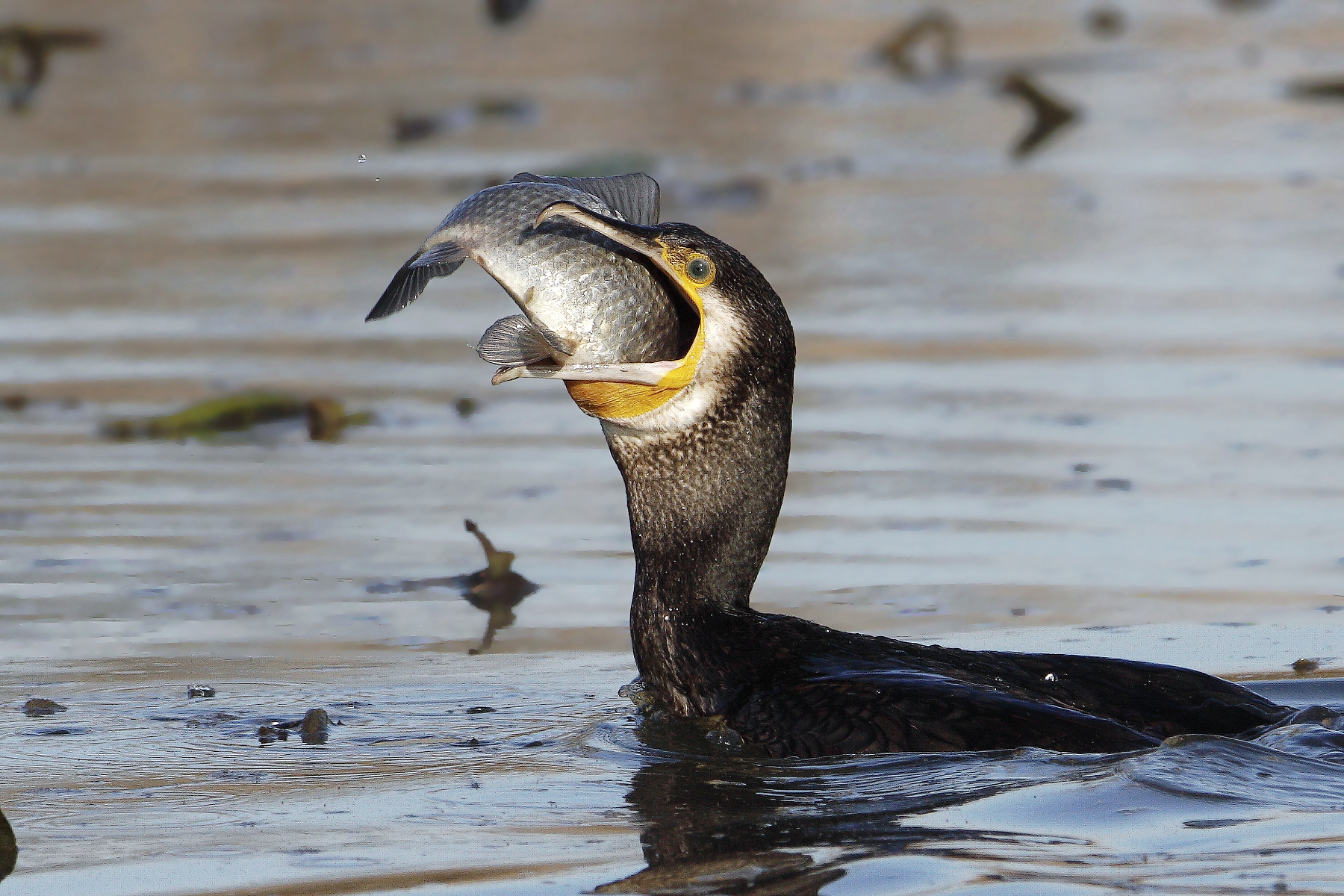 Cormorano esagerato