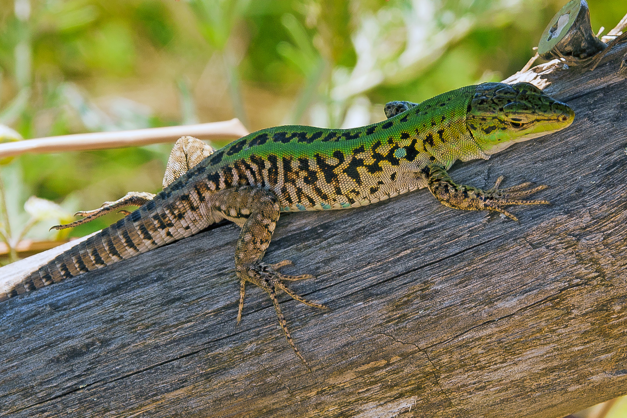 Podarcis sicula (Lucertola campestre)
