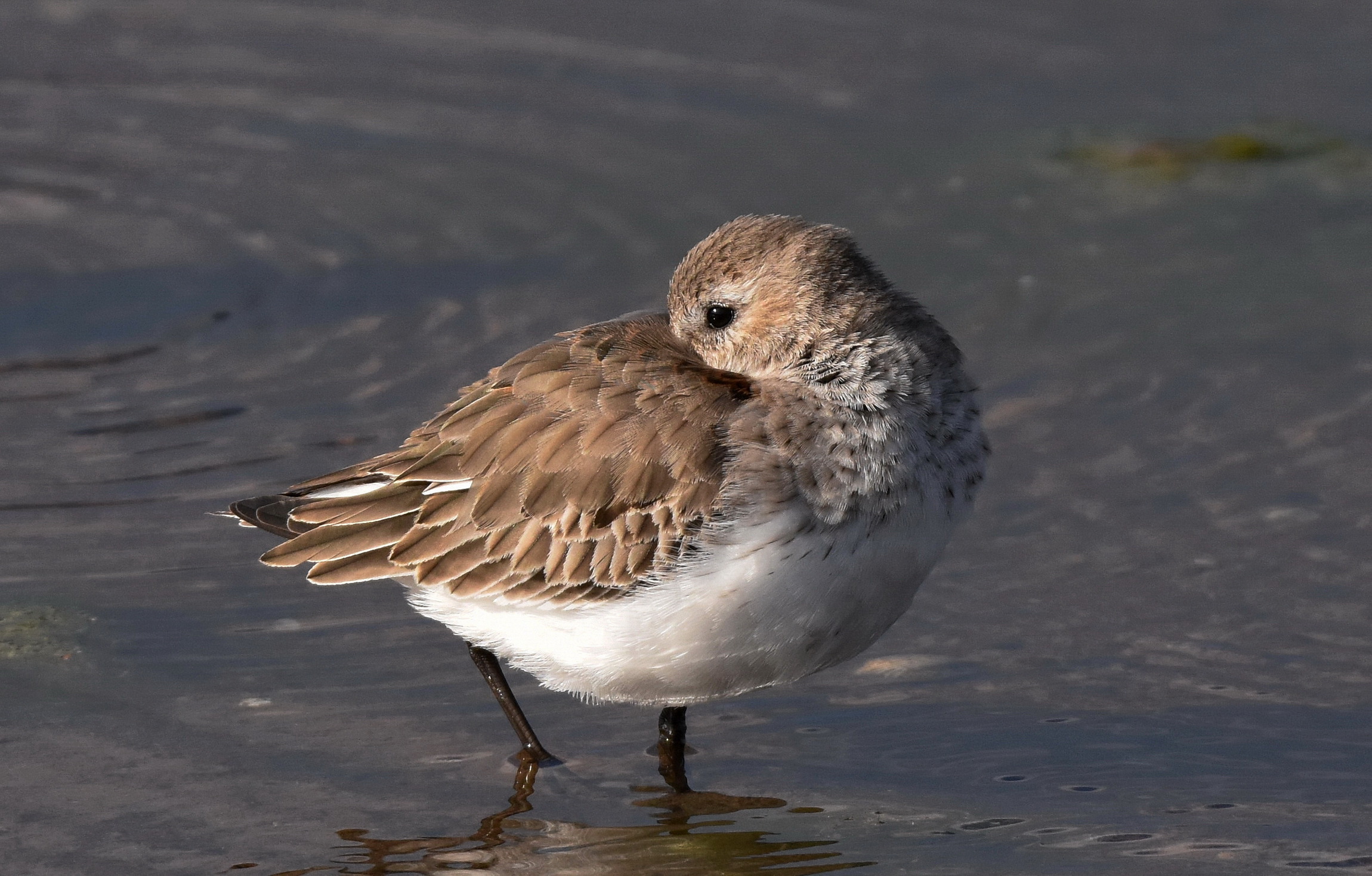 Little Stint
