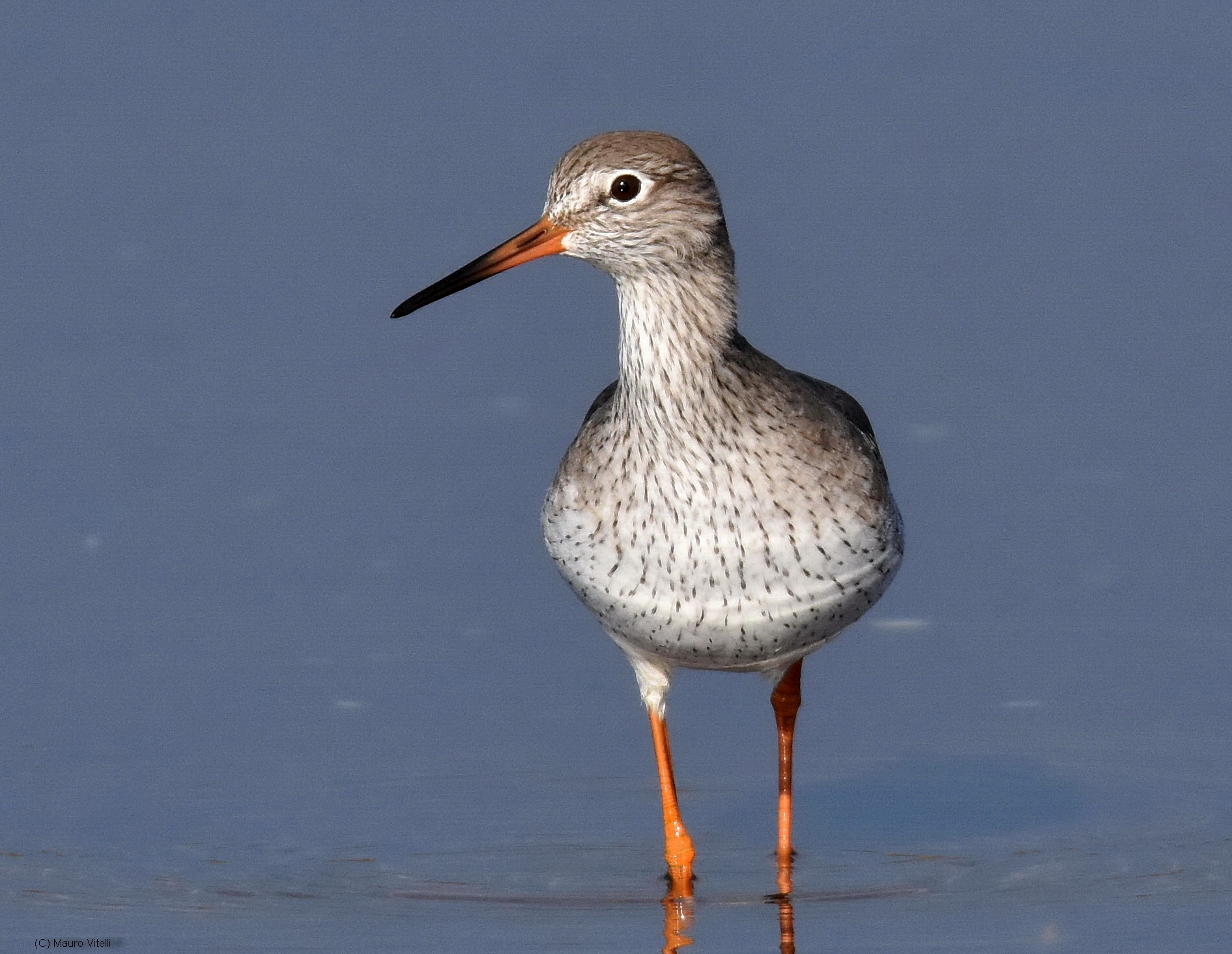 Redshank