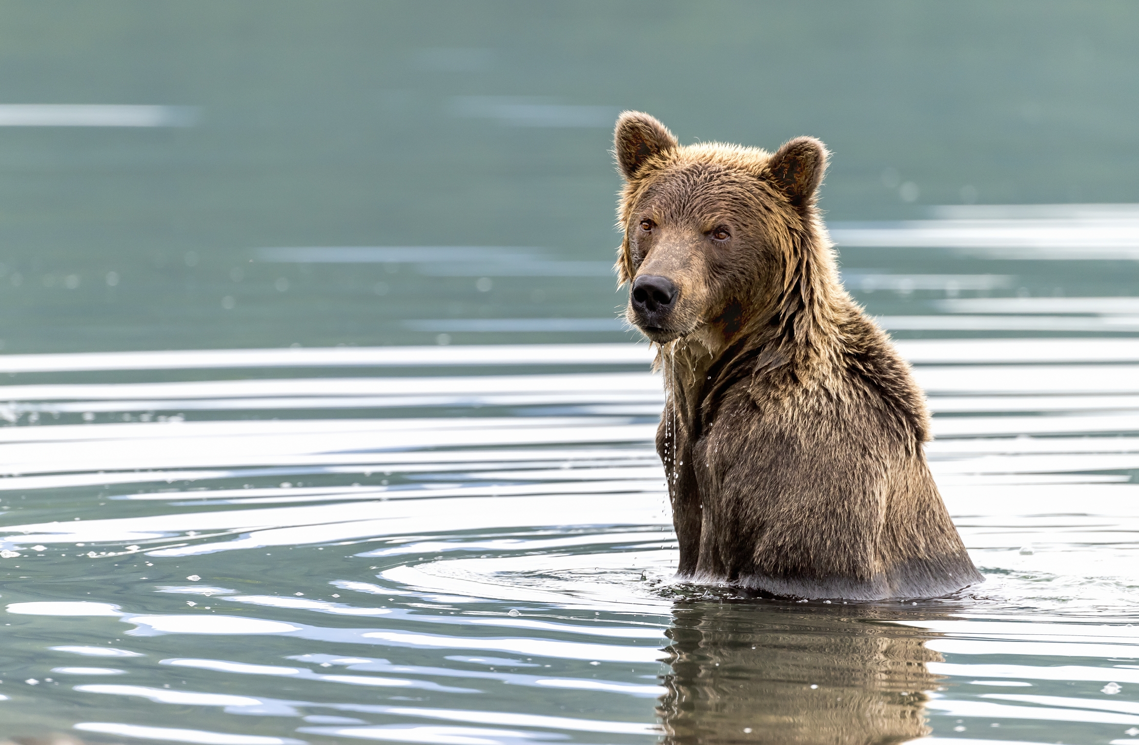 Kamchatka 2016 - A mollo