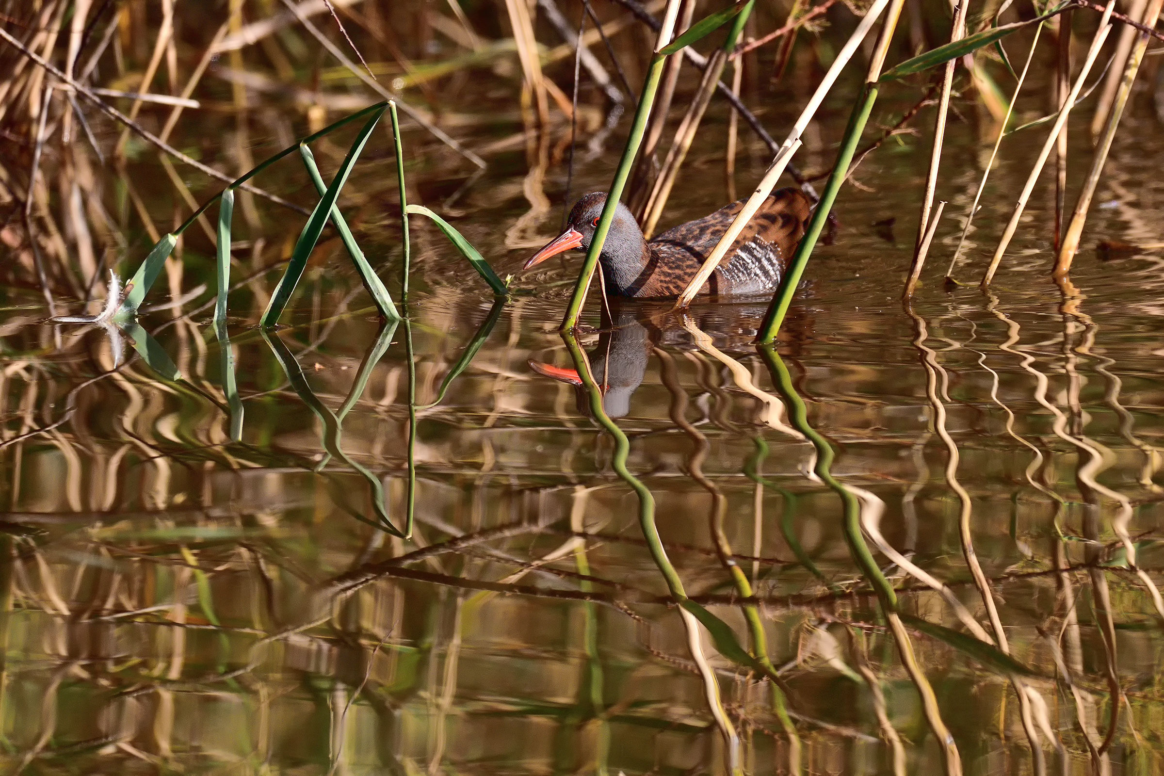 Water Rail
