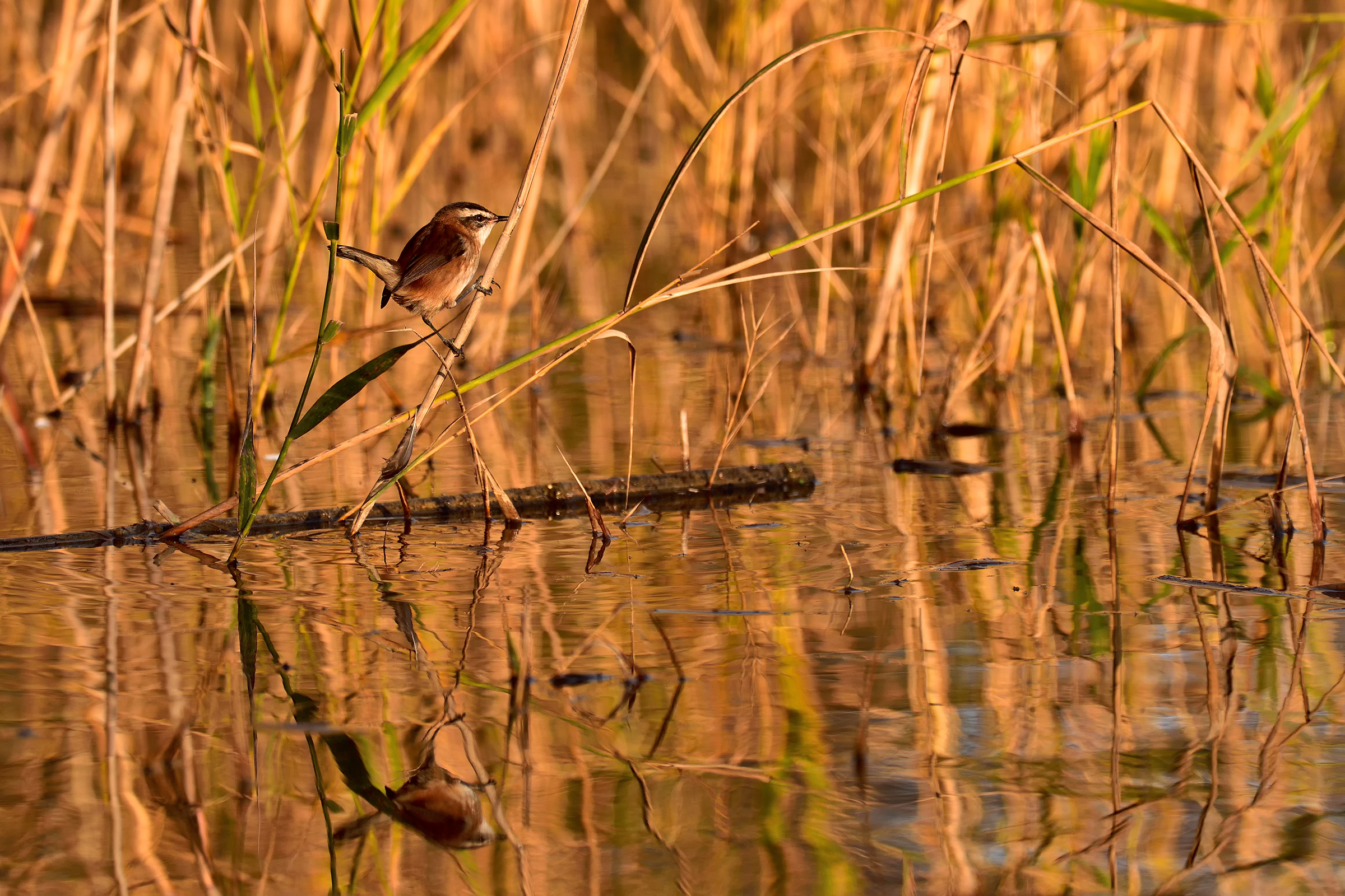 forapaglie Castagnolo