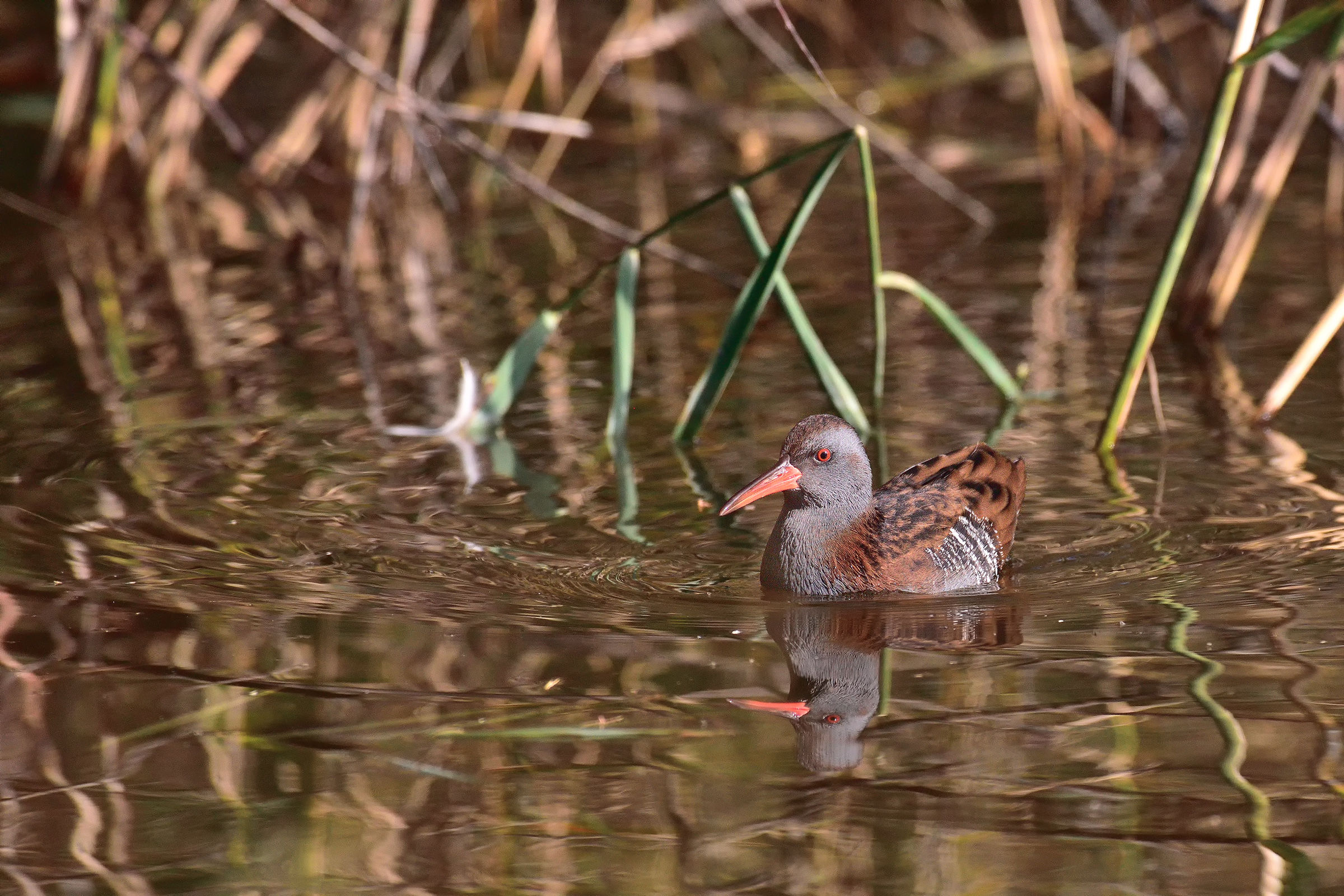 Water Rail