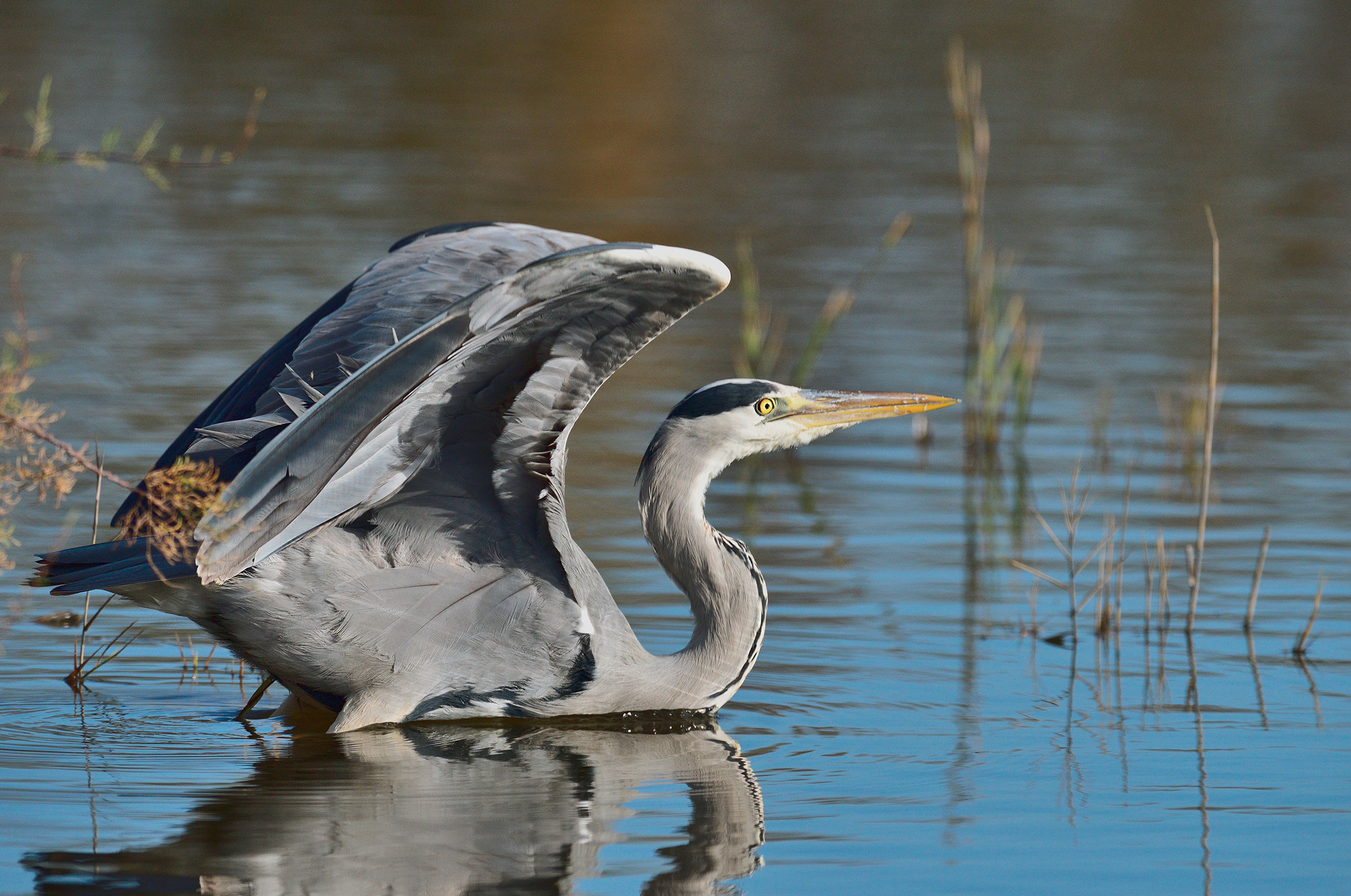 Grey Heron on the ex