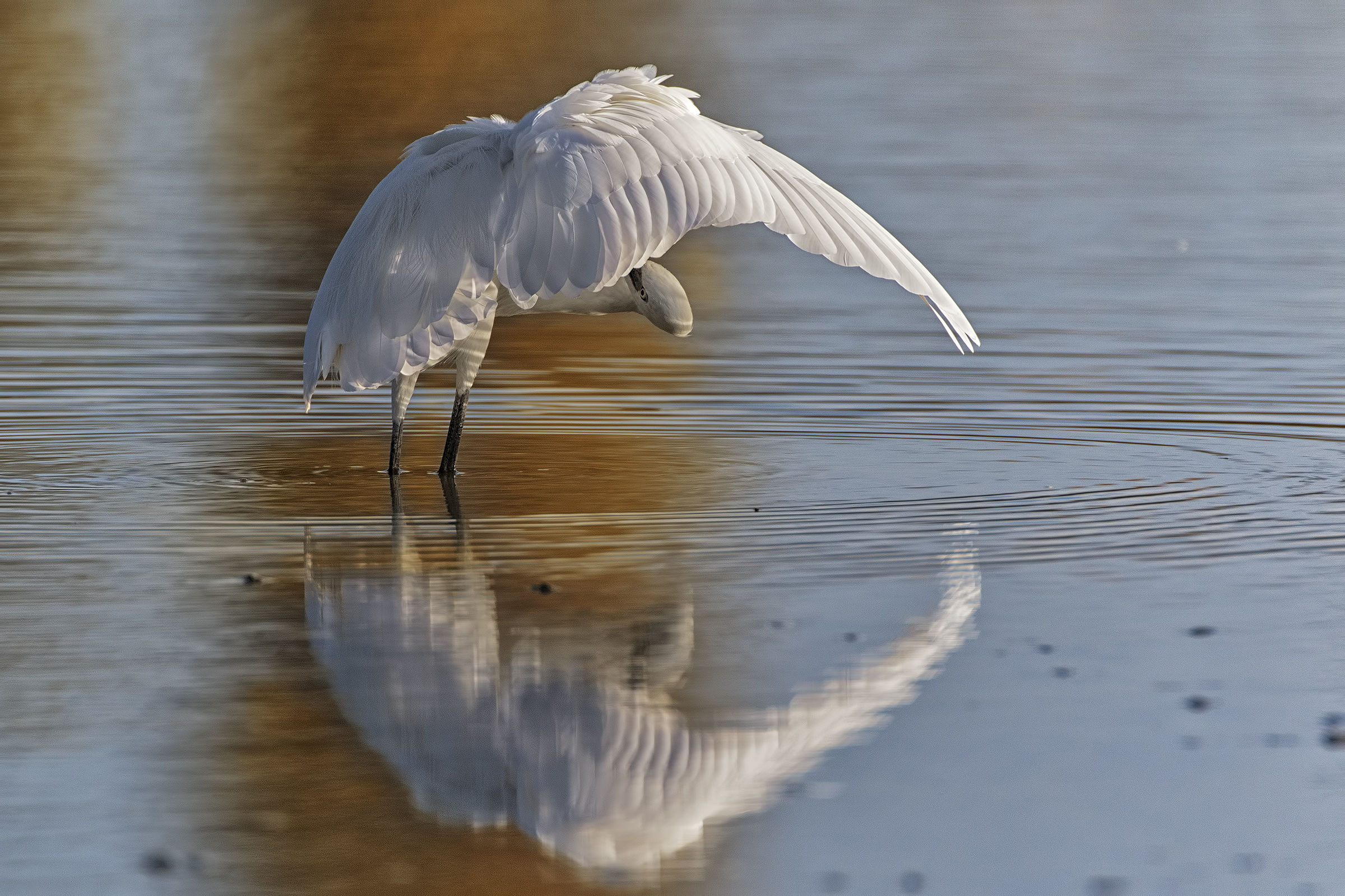 Egret at sunset