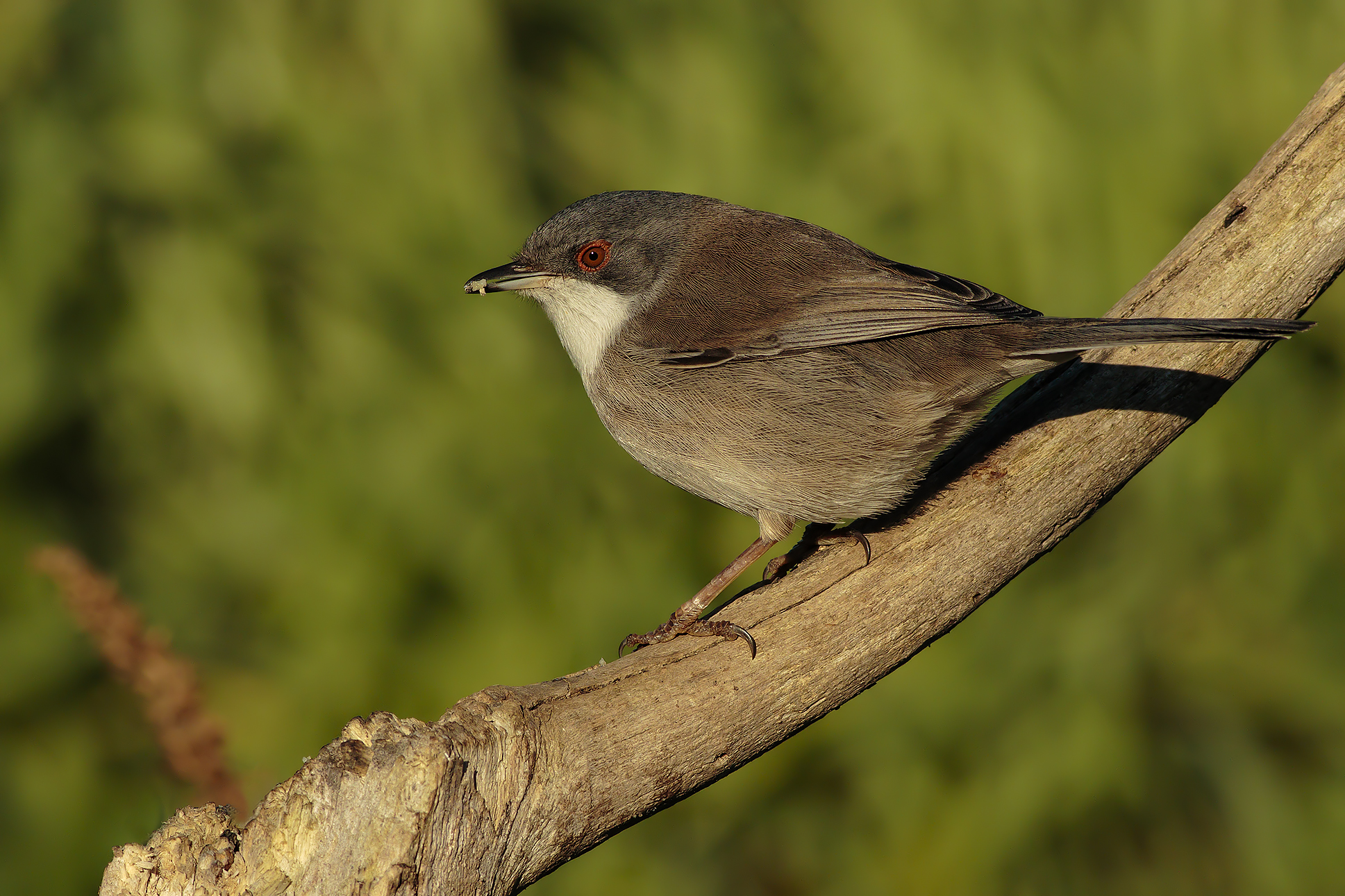 Female warbler