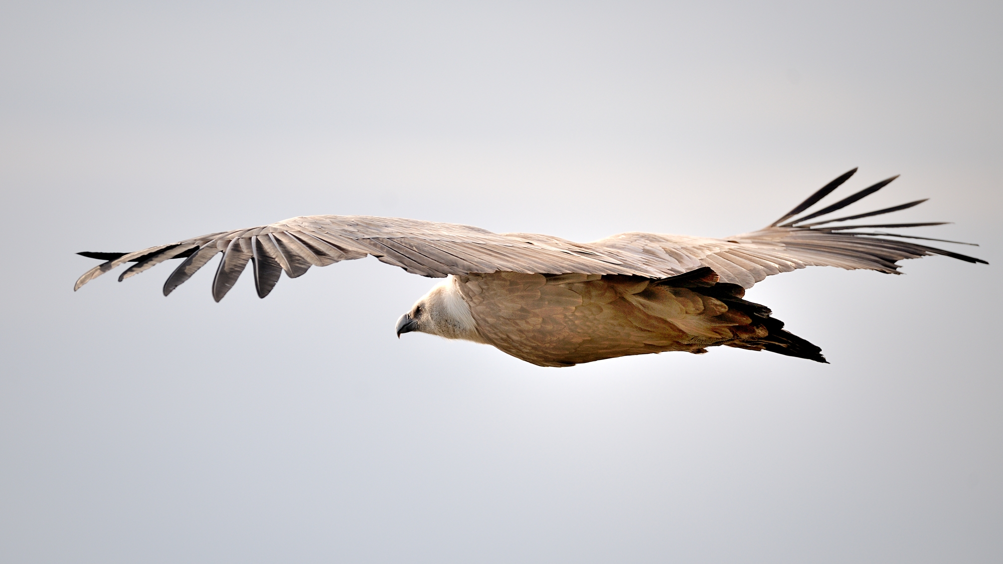 Grifone (Gyps fulvus)