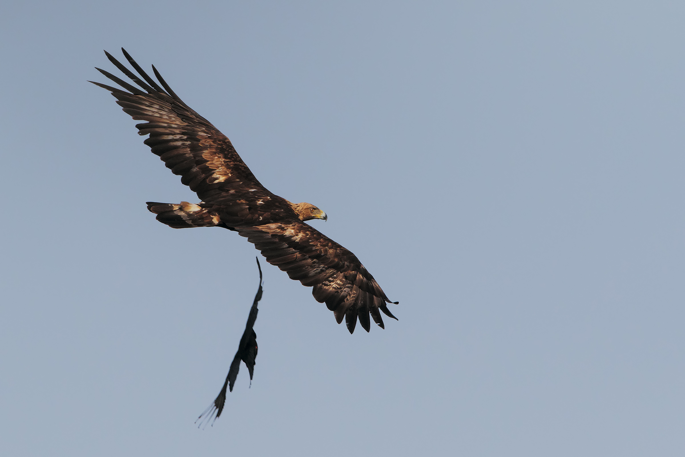 Aquila reale mobbata da Gracchio corallino