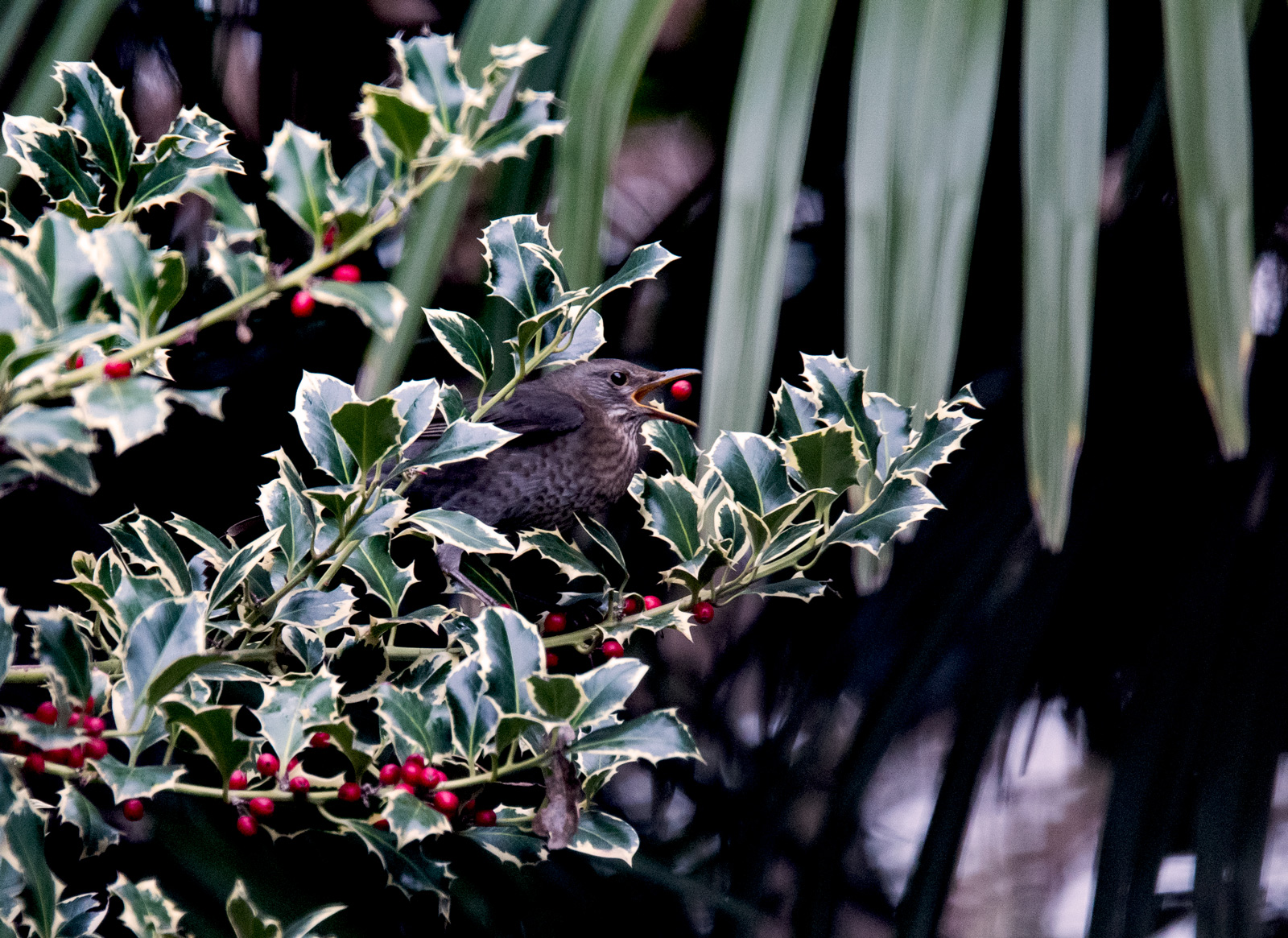 La merla e le bacche rosse
