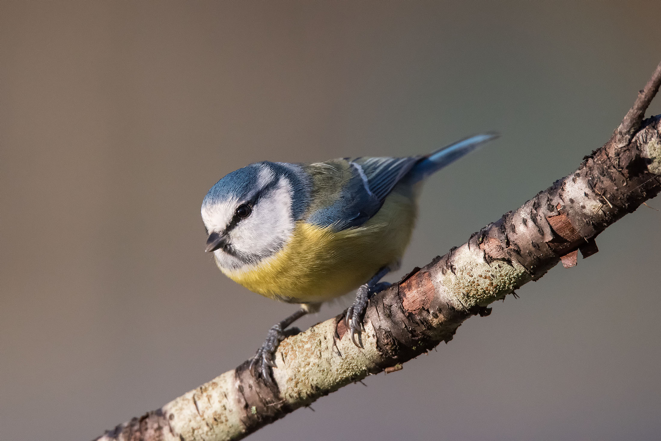 Cinciarella....la prima