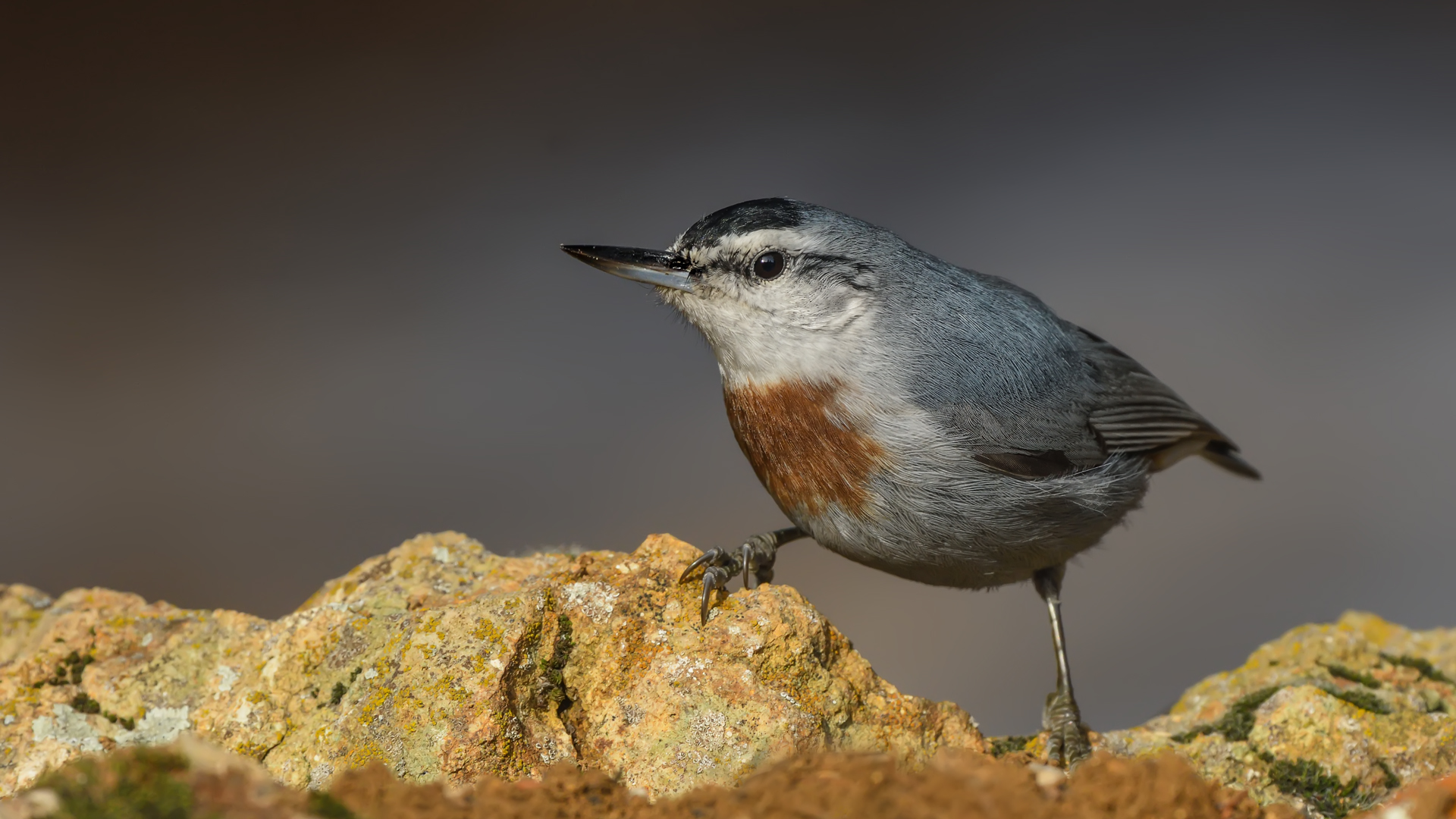 Krüper`s Nuthatch - Sitta krueperi