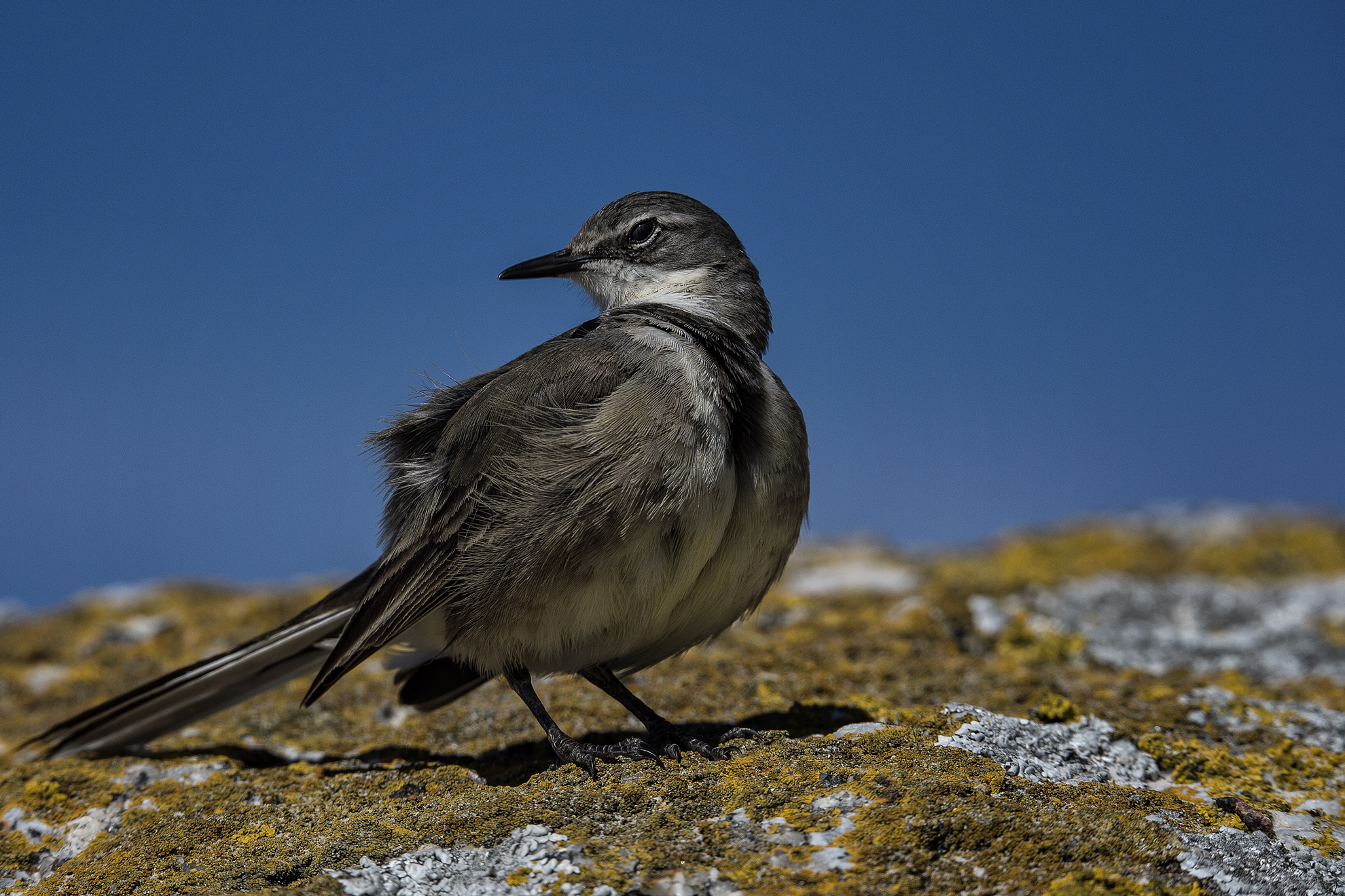 They are the most beautiful!