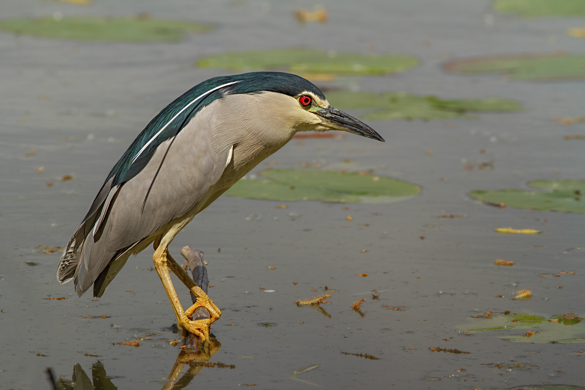 Night Heron