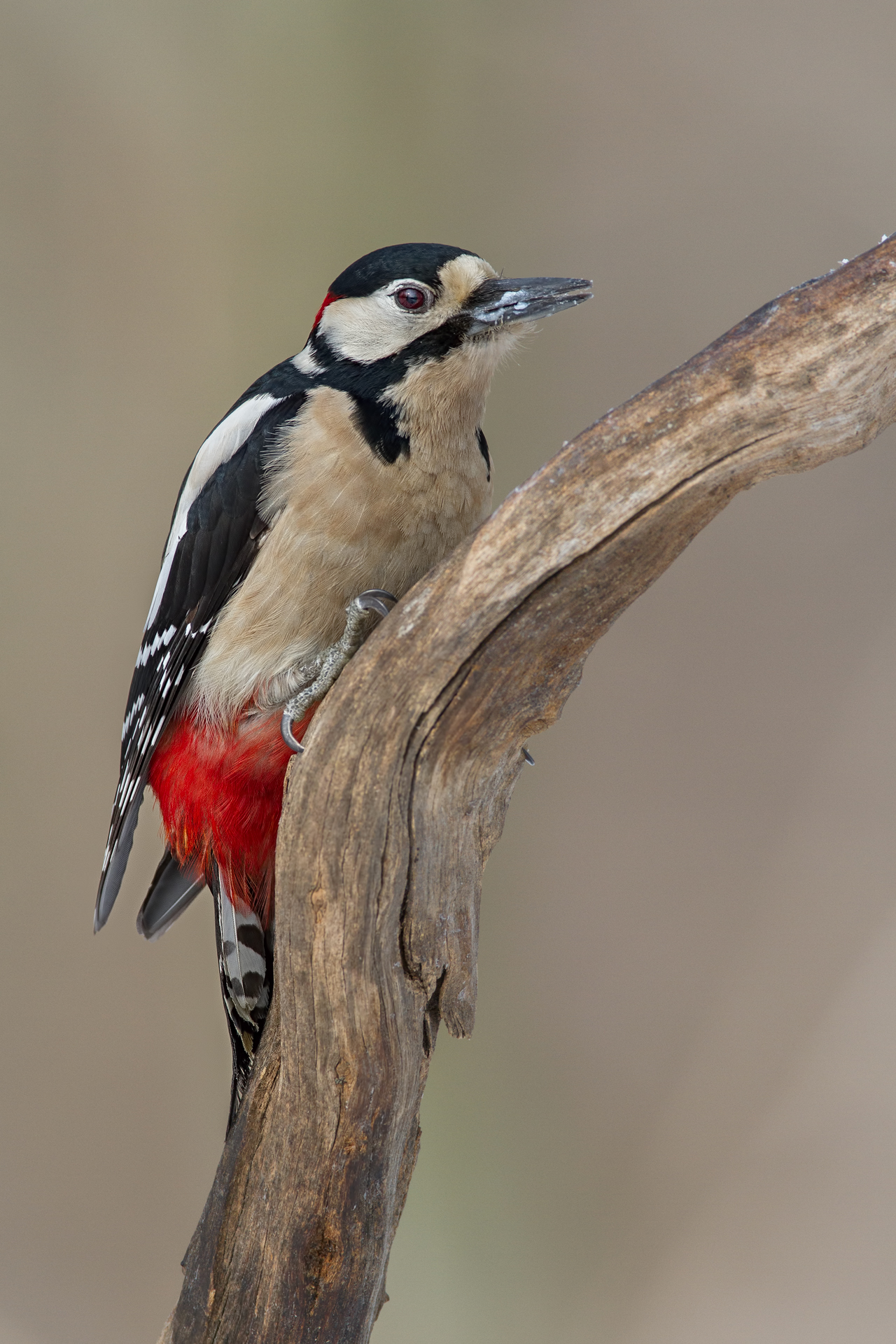 Great Spotted Woodpecker