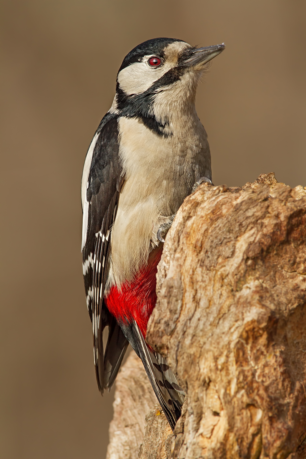 Great Spotted Woodpecker