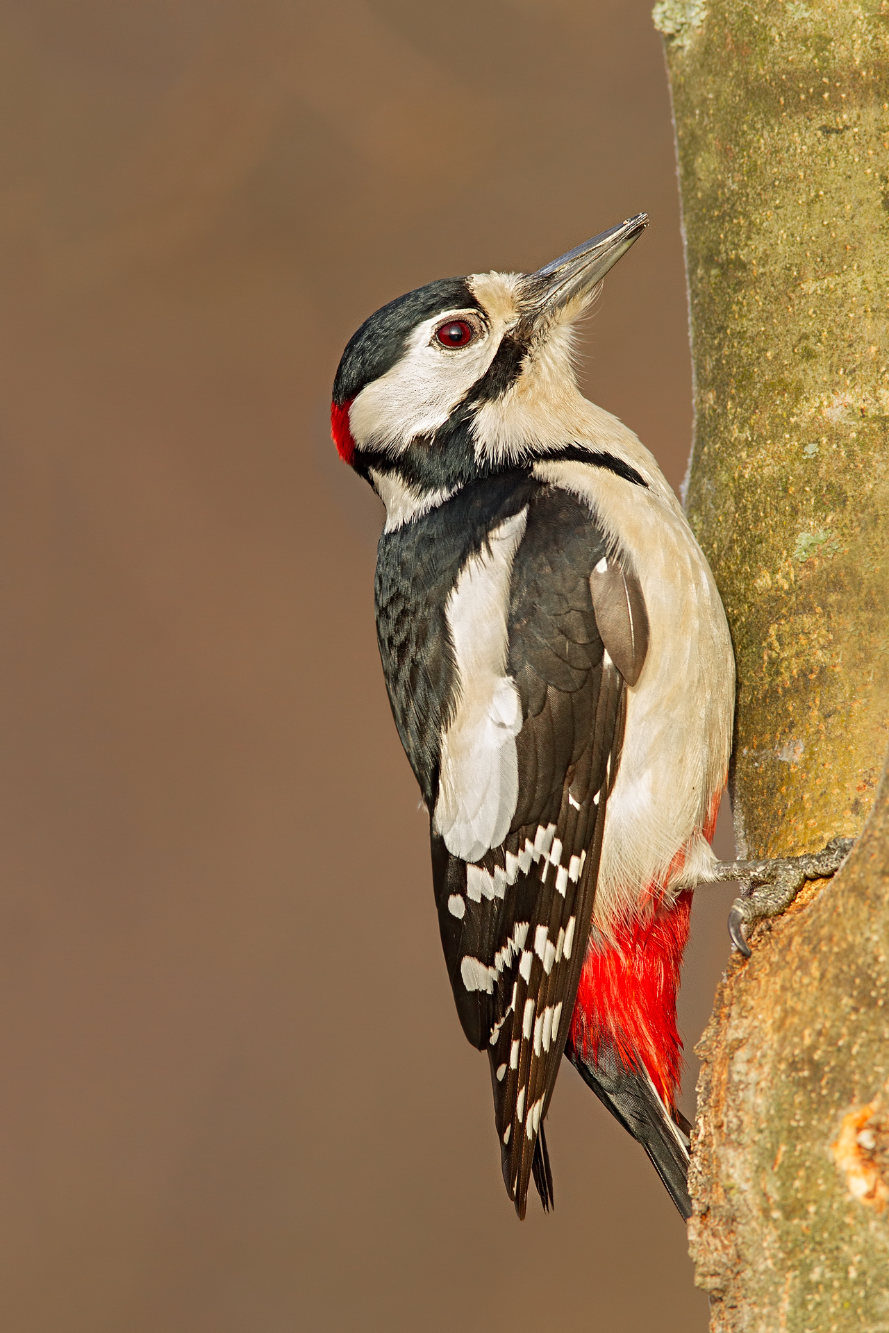 Great Spotted Woodpecker