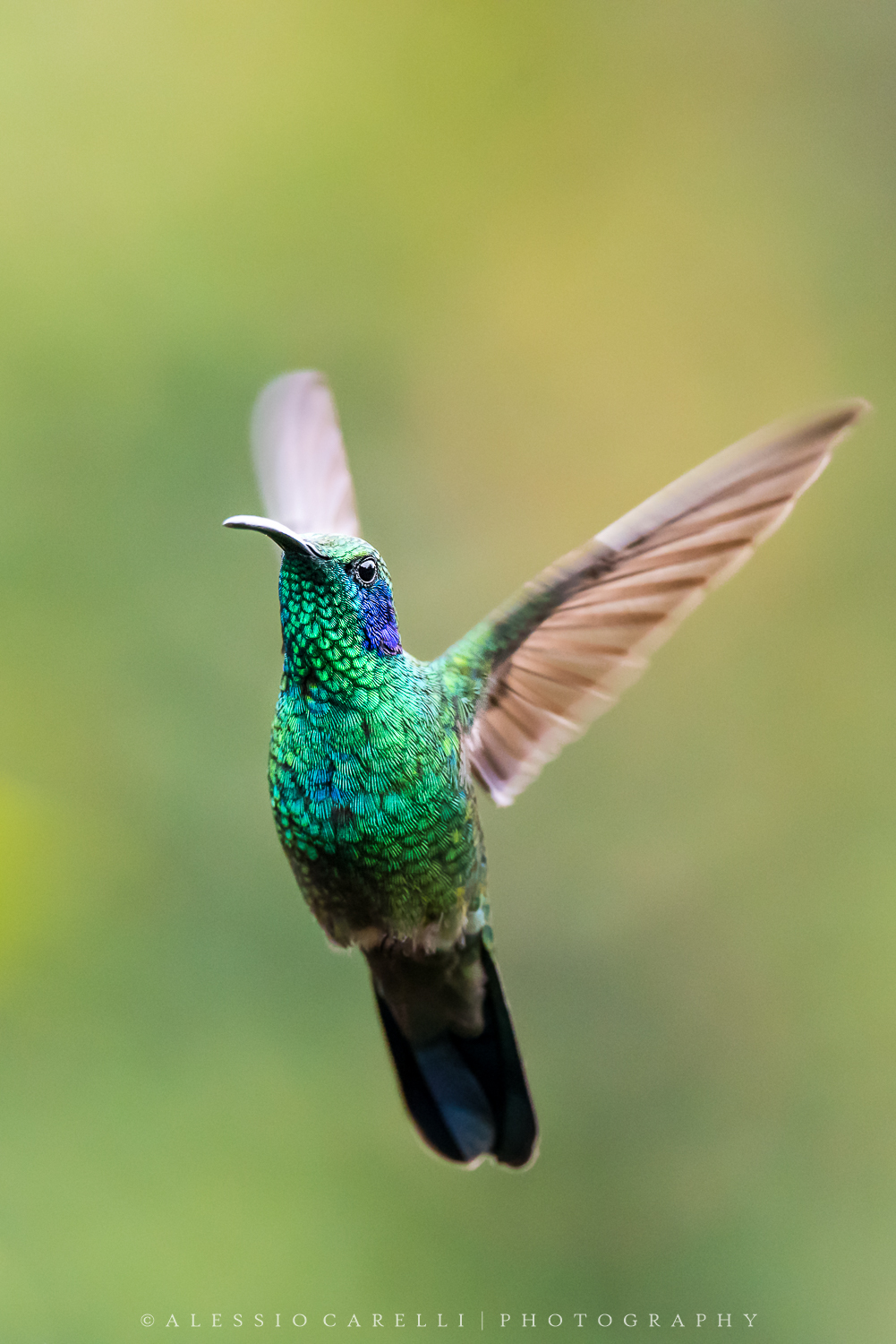 Colibrì orecchieviola talassino