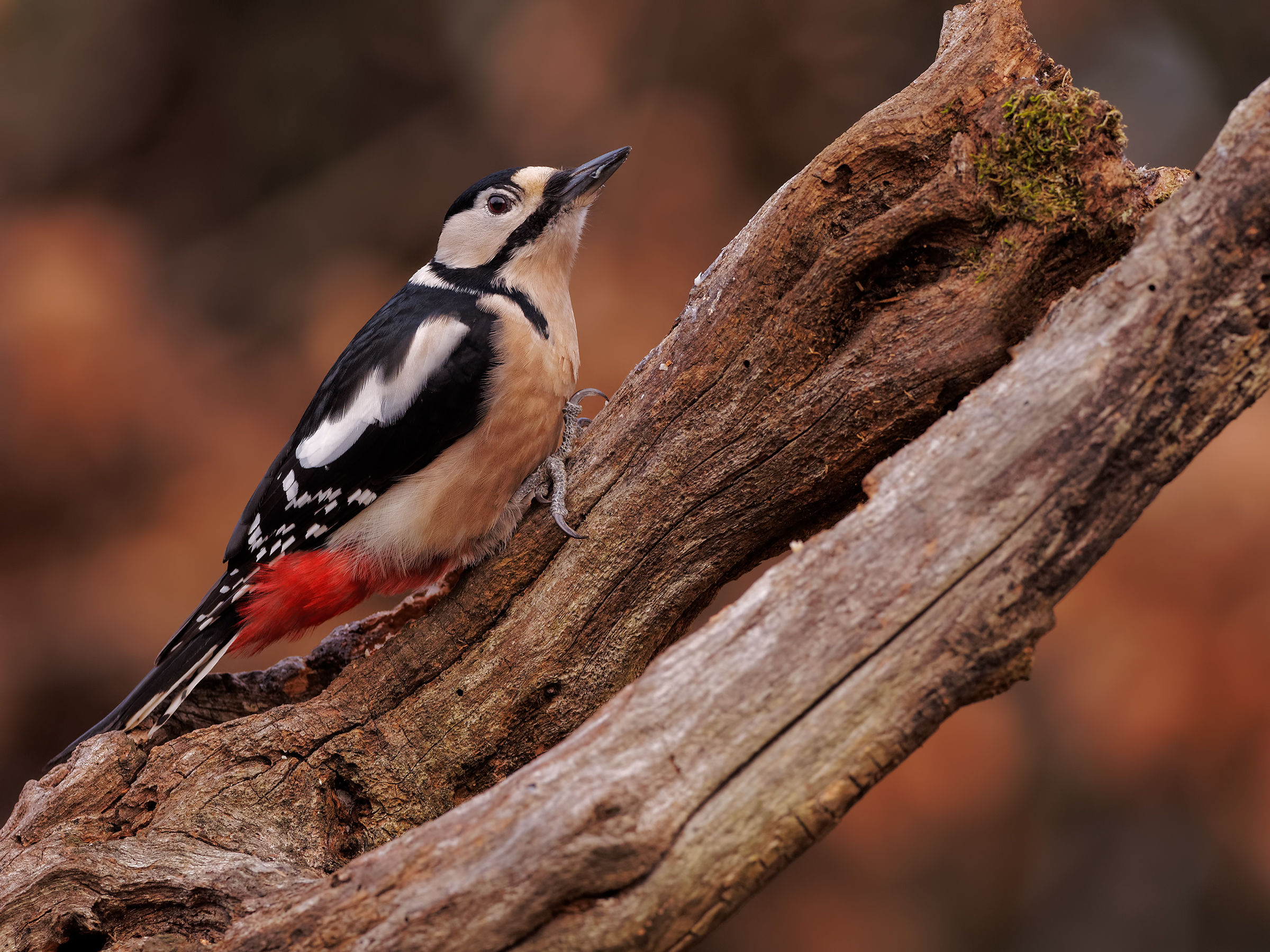 Great Spotted Woodpecker