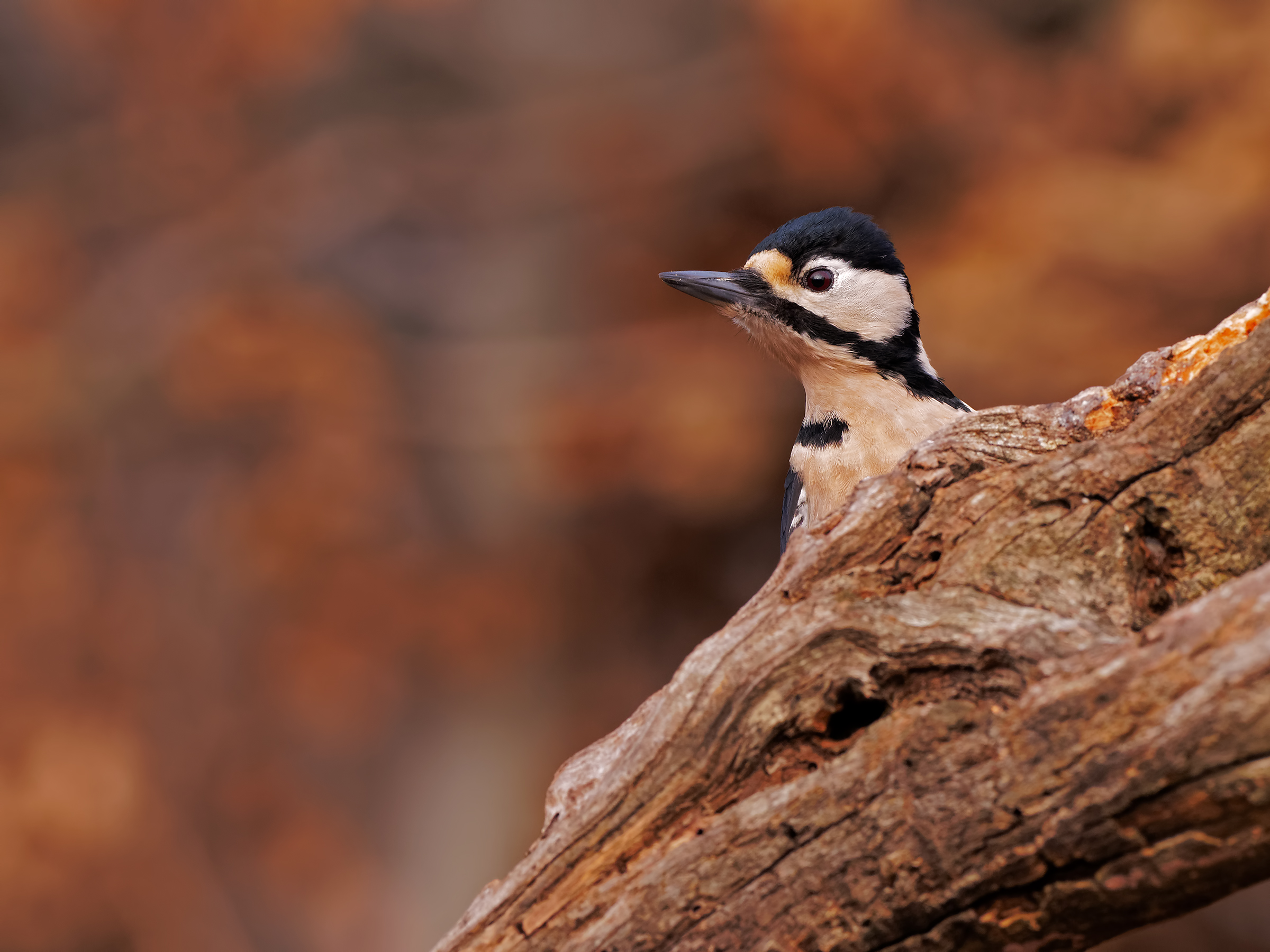 Great Spotted Woodpecker