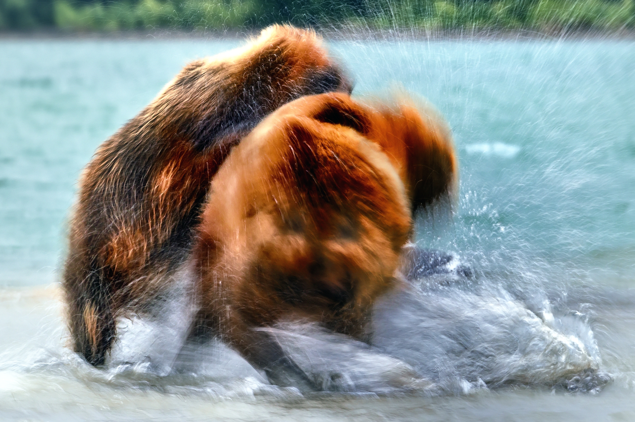 Kamchatka 2016 - La lotta