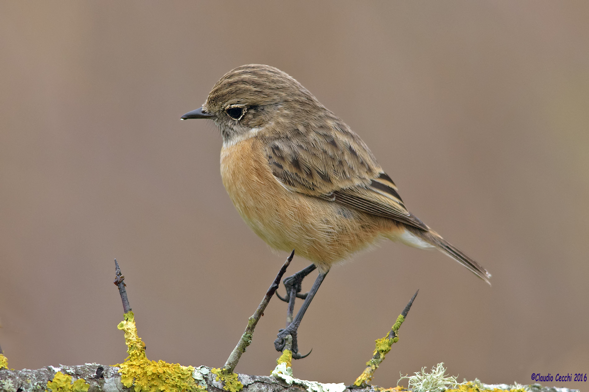 Stonechat