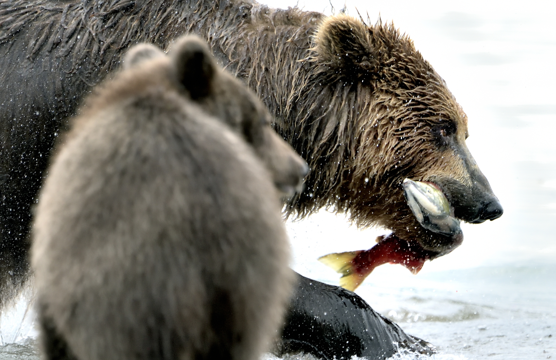 Kamchatka 2016 - Merenda