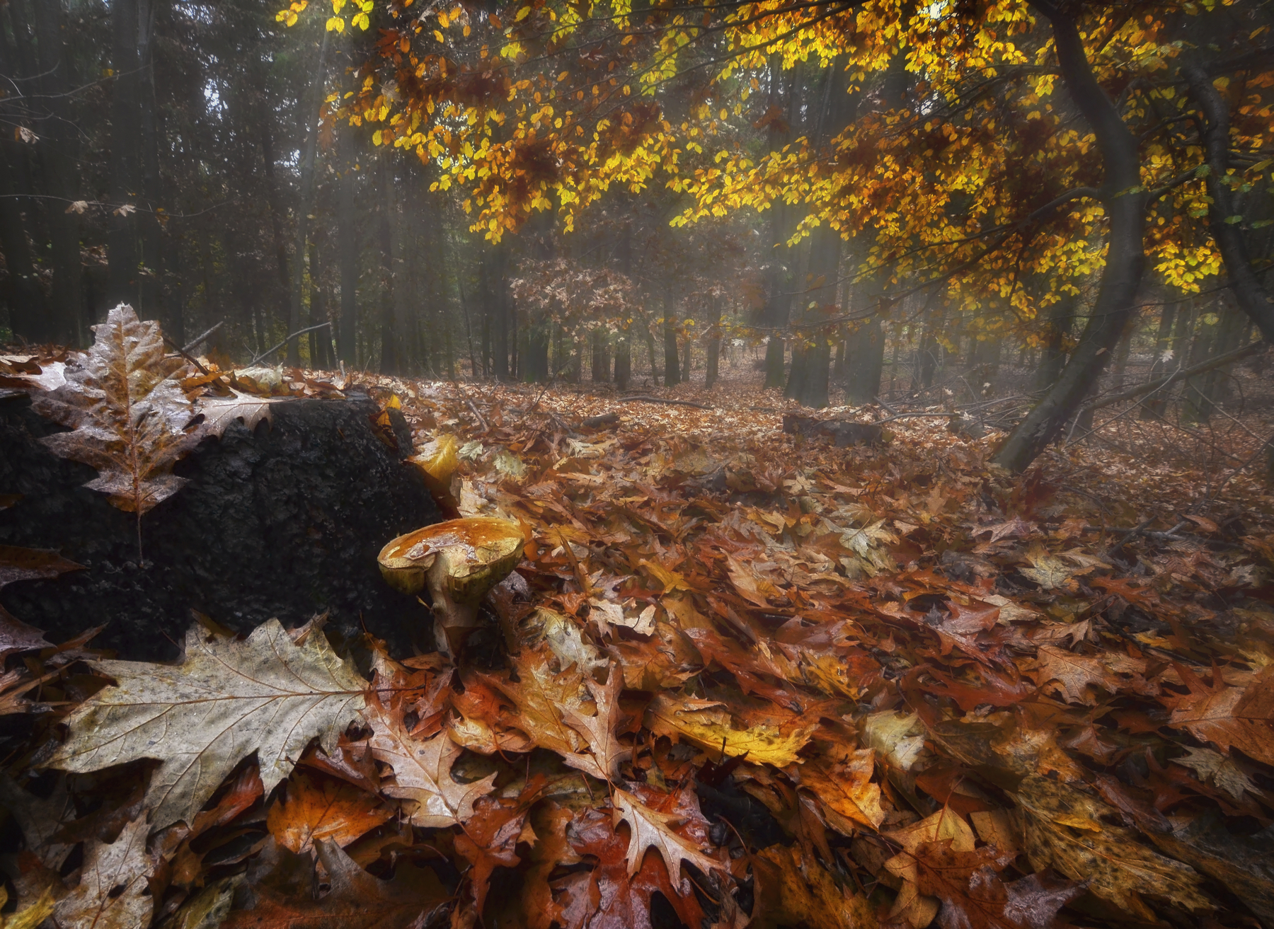 Among the leaves ...