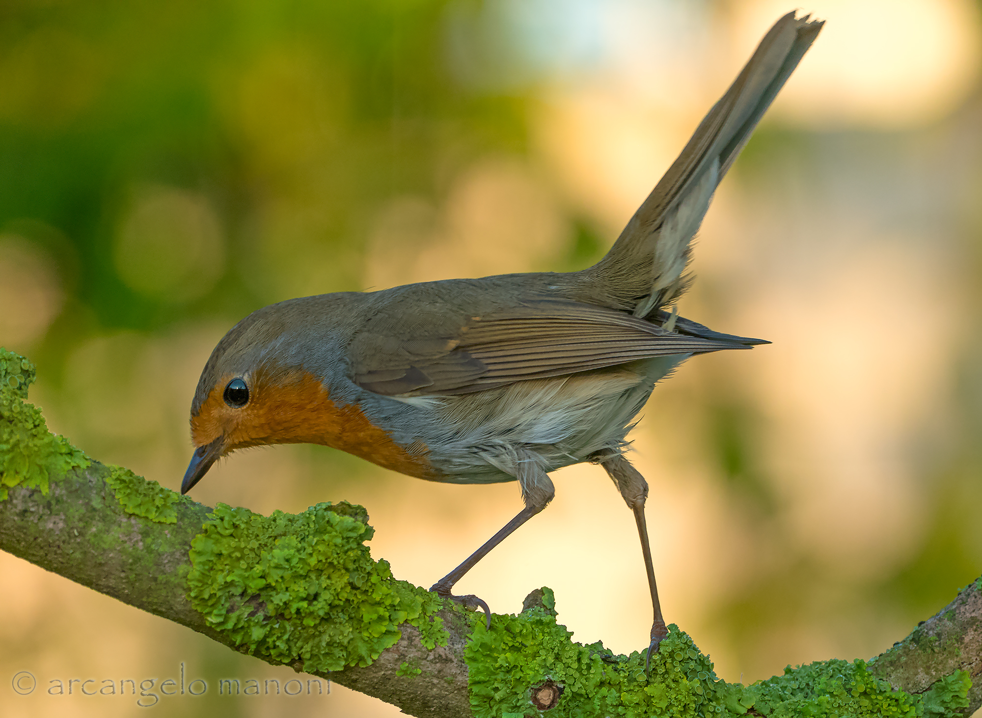 A spasso tra i rametti