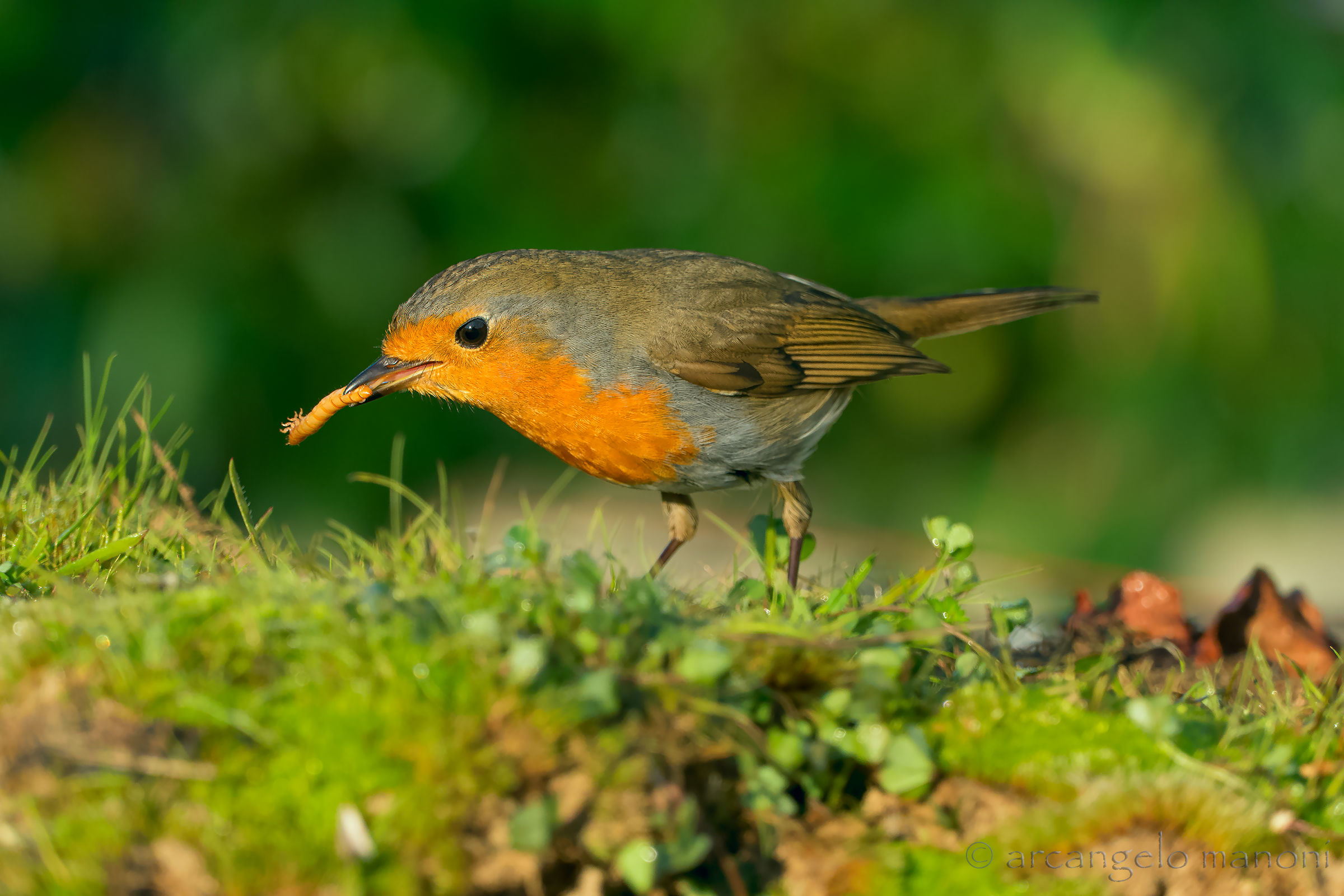 Appetiti da pettirosso