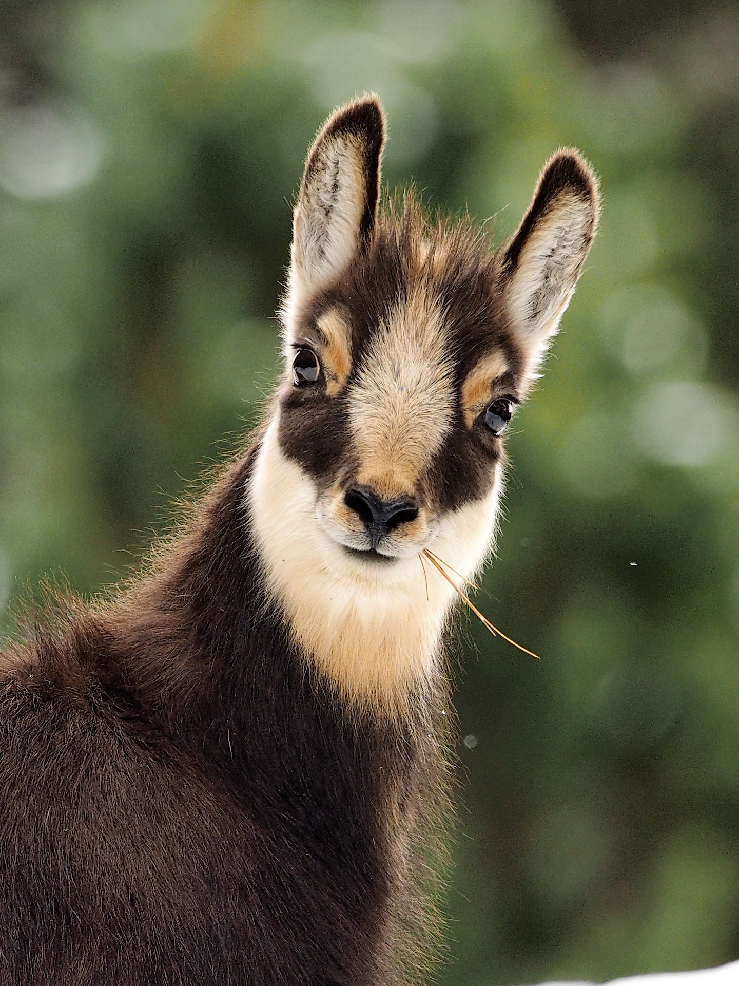 Chamois