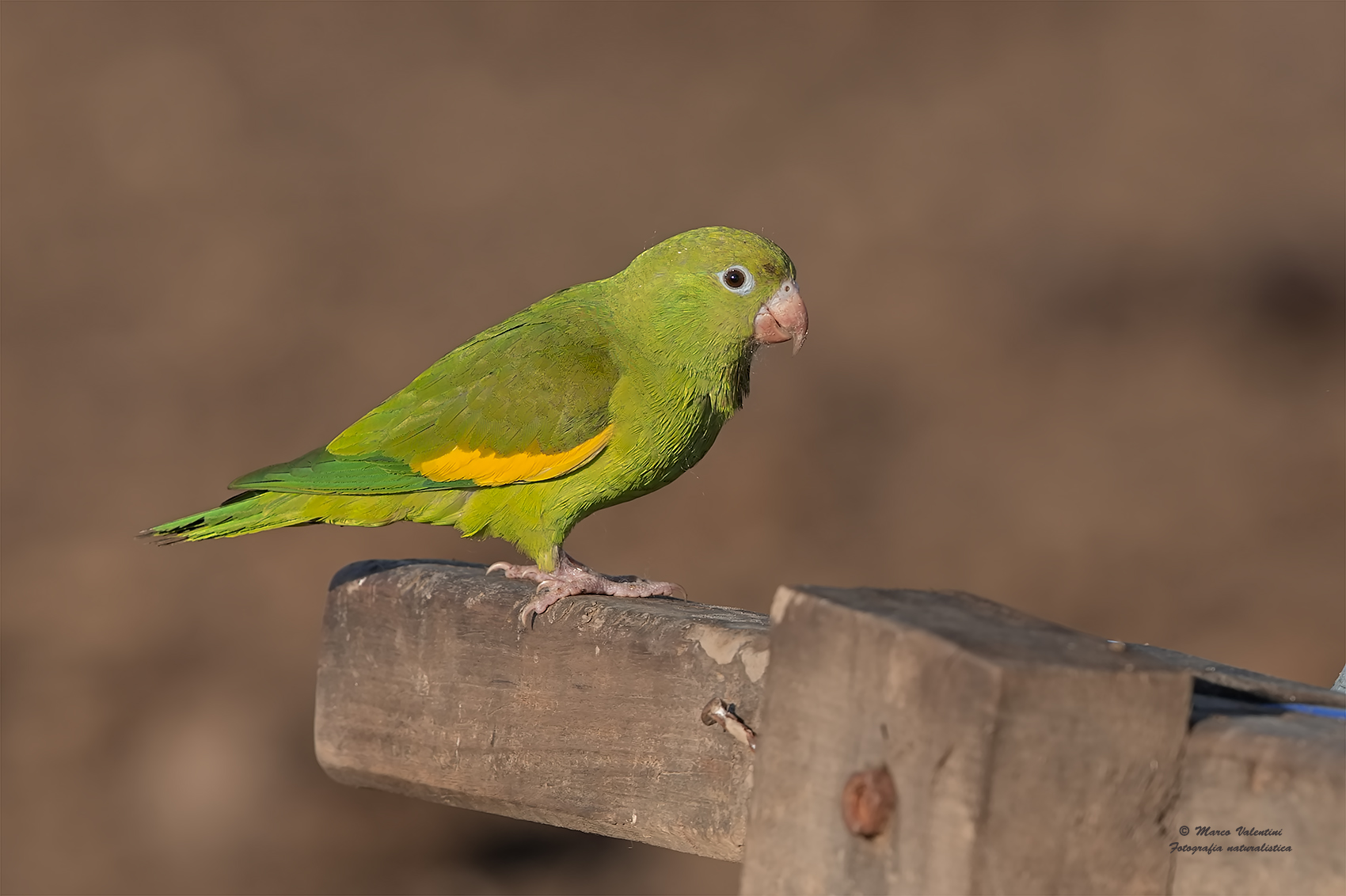 parakeet chirirì