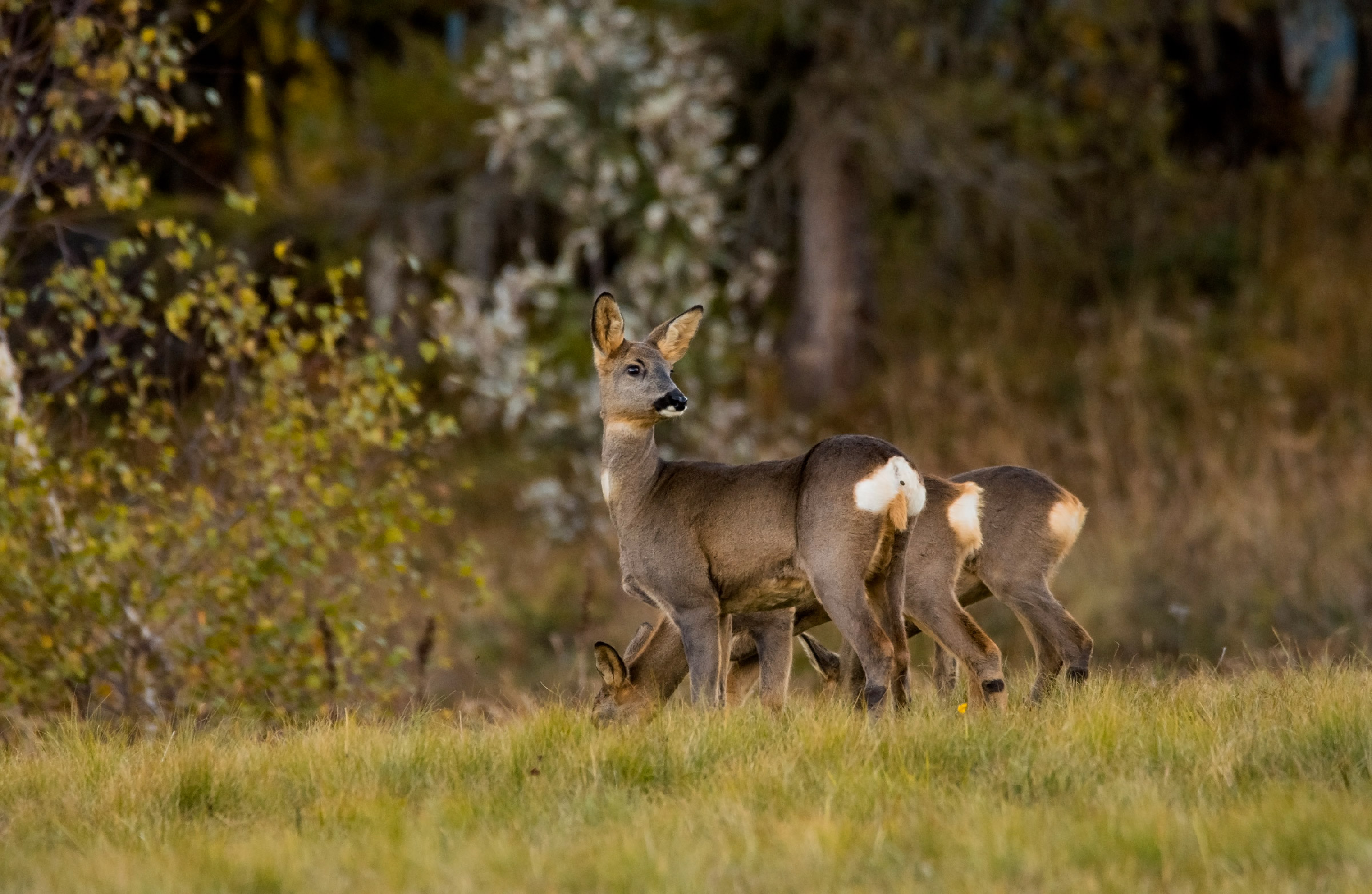 Caprioli in batteria