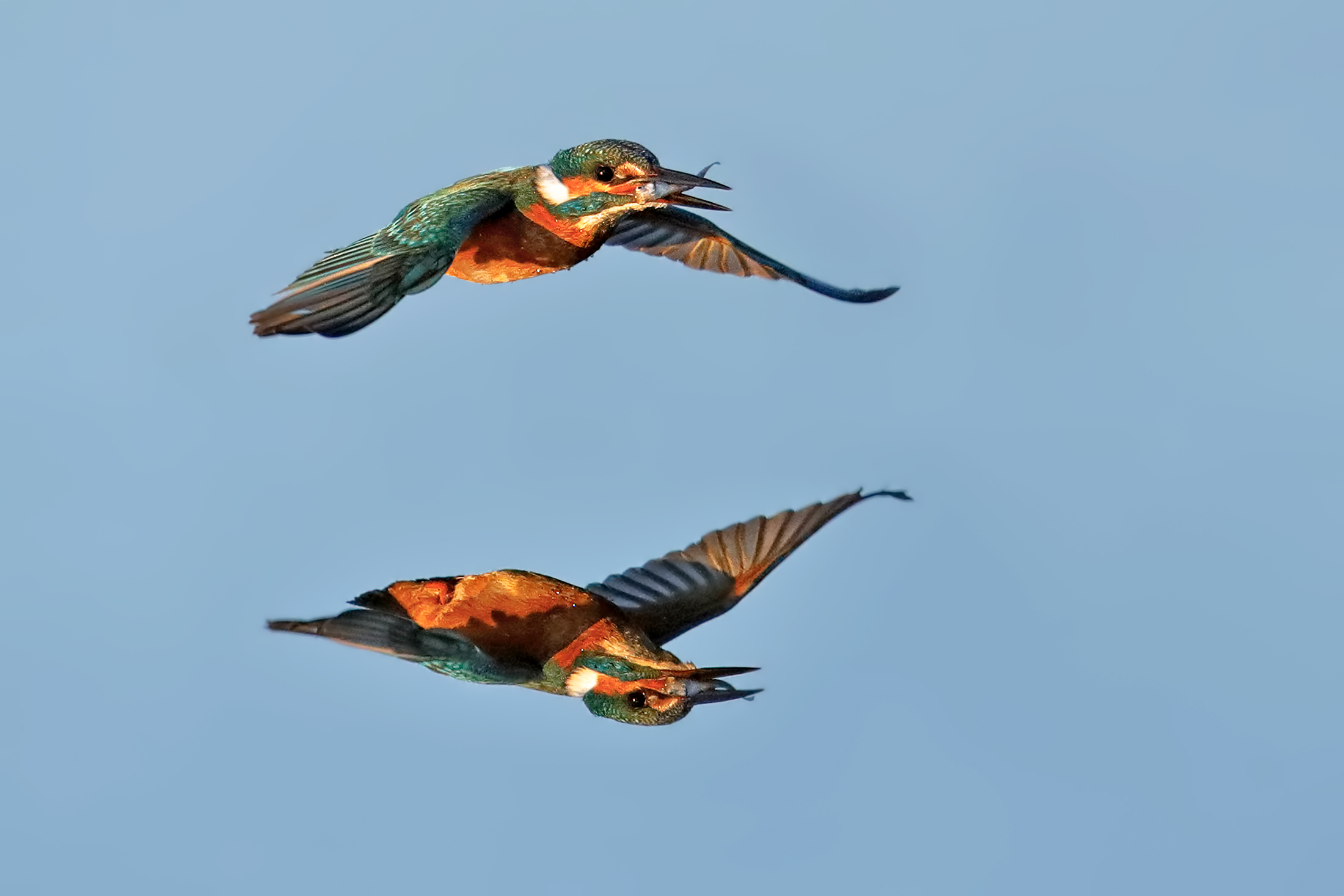 Il martino e il suo riflesso 2