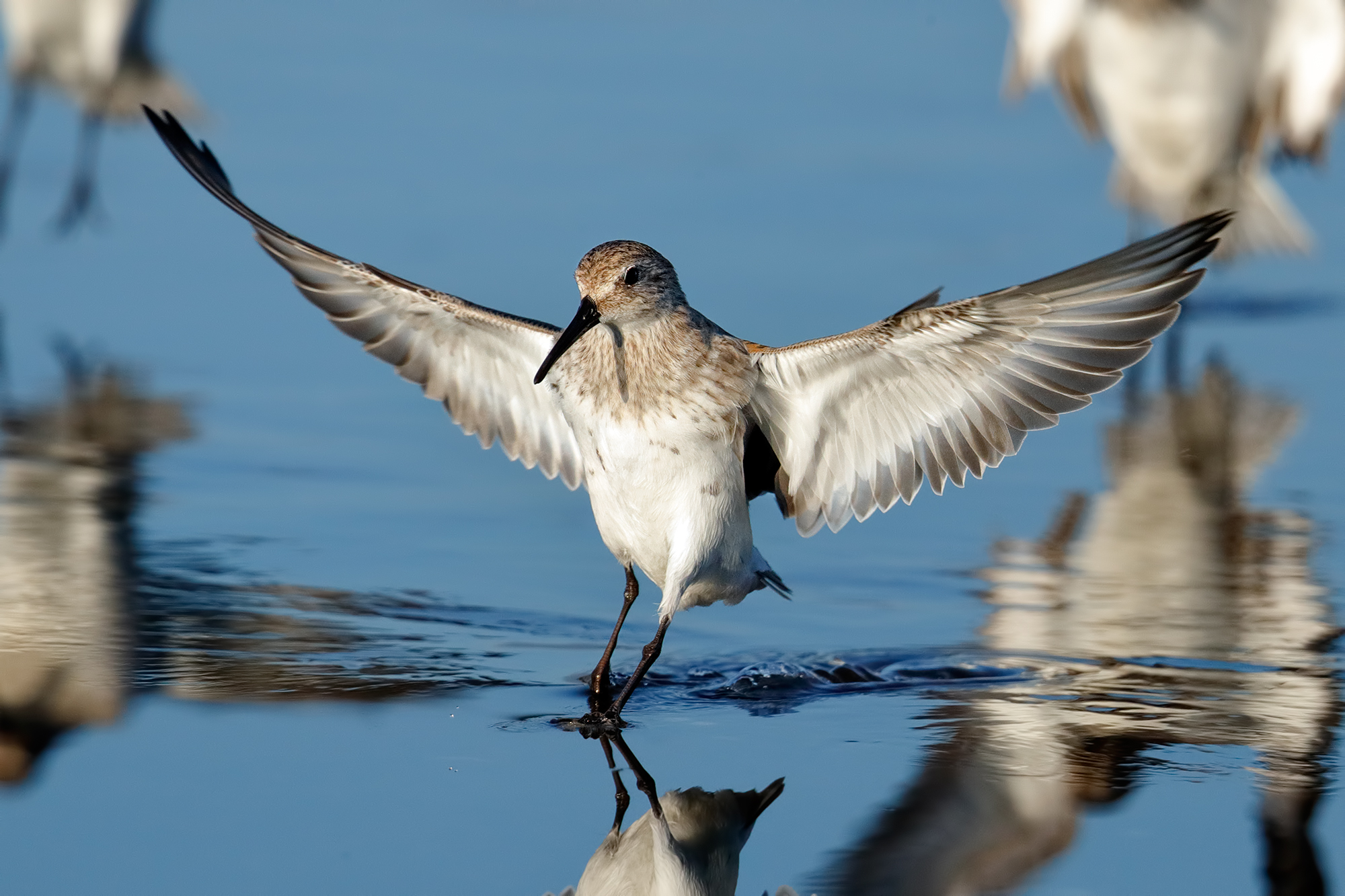 L'arrivo del piovanello