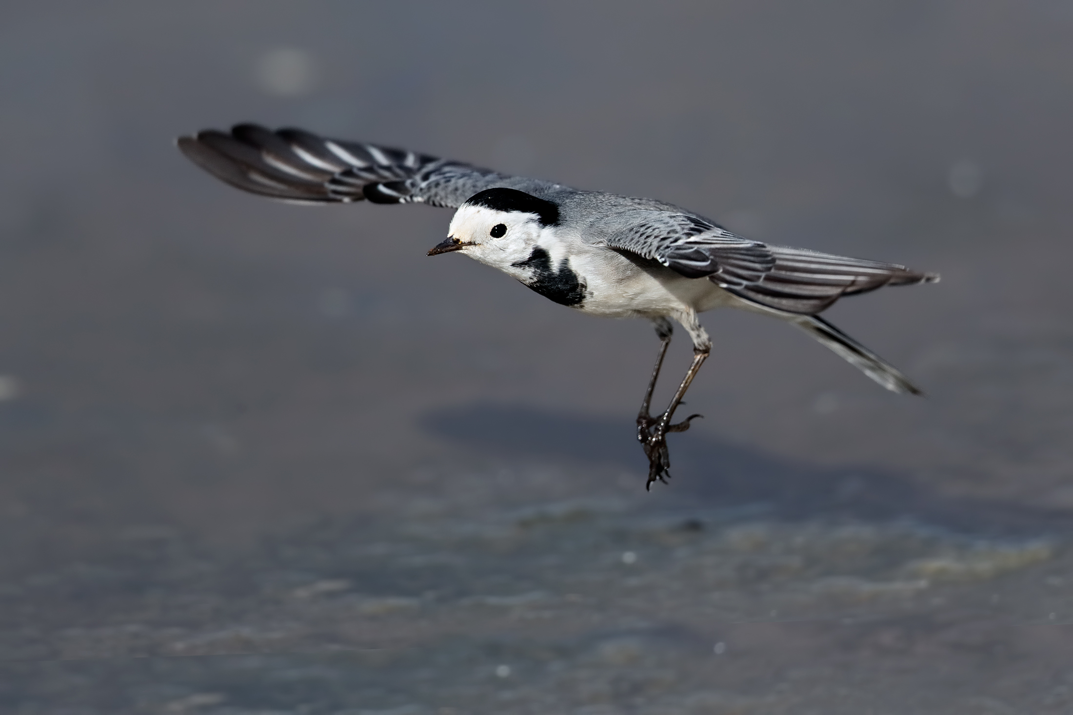 white Wagtail