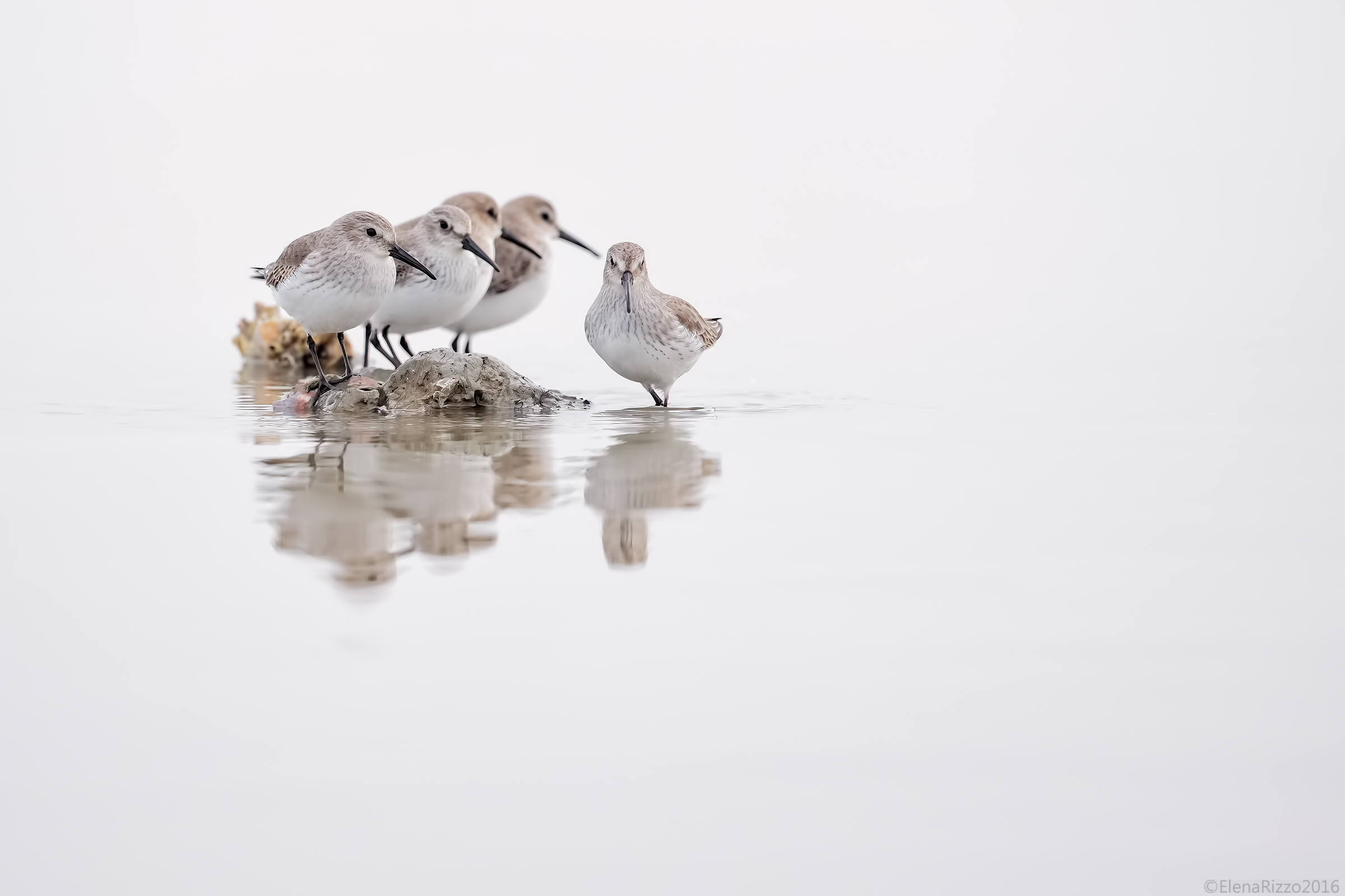 Piovanello pancianera