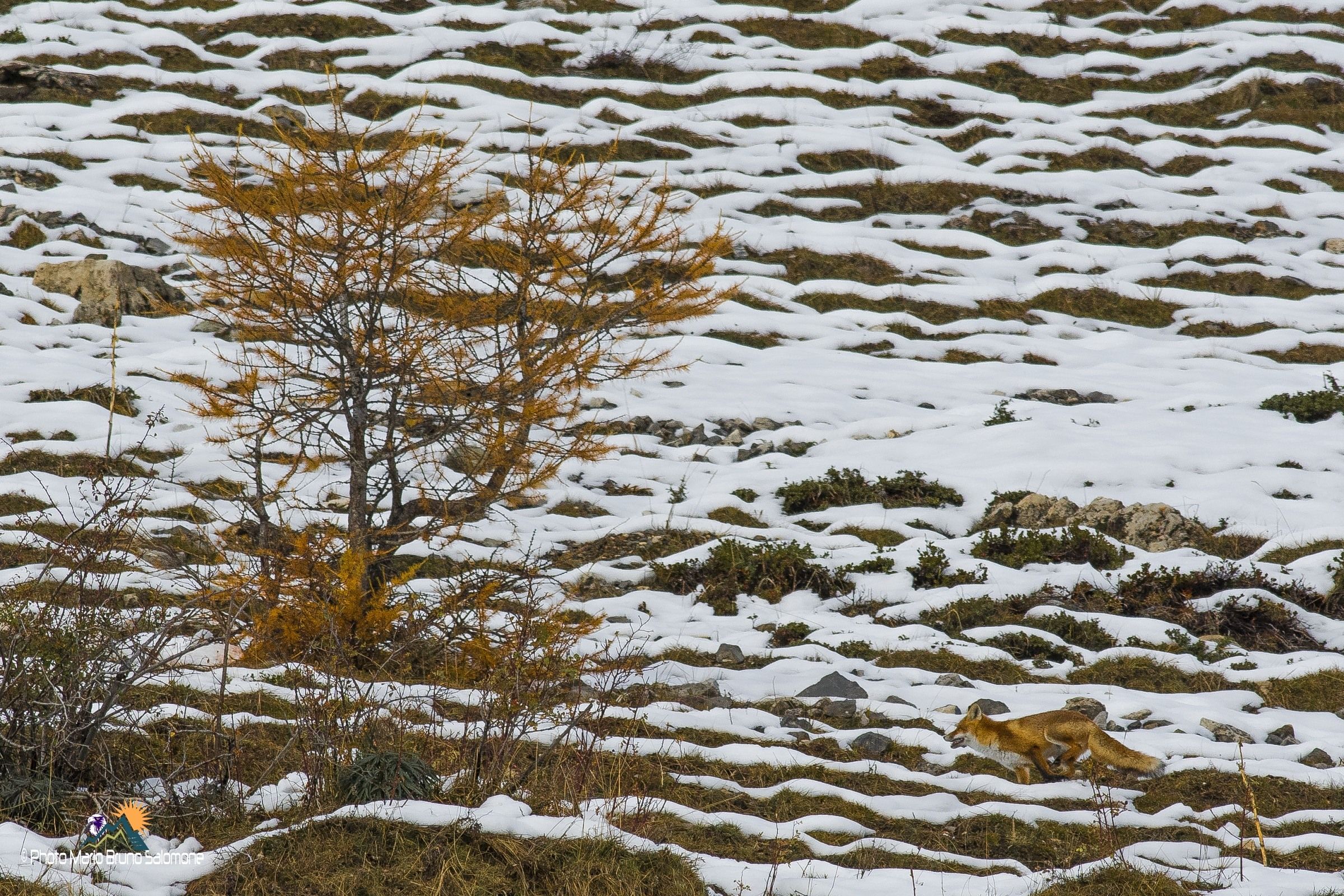 Volpe e colori di tardo autunno