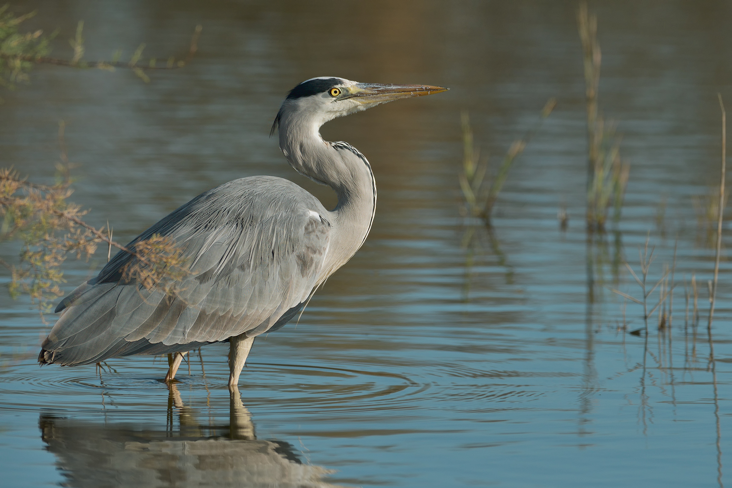 Ardea cinerea