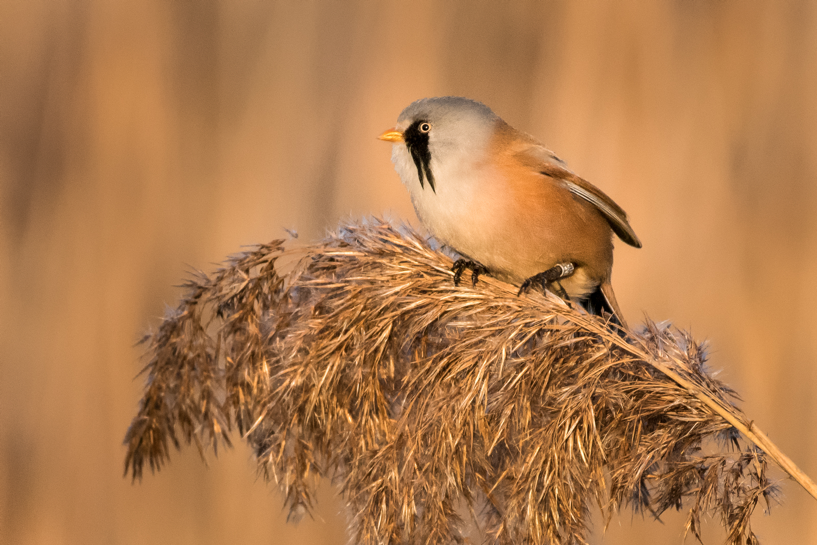 Bearded reedling