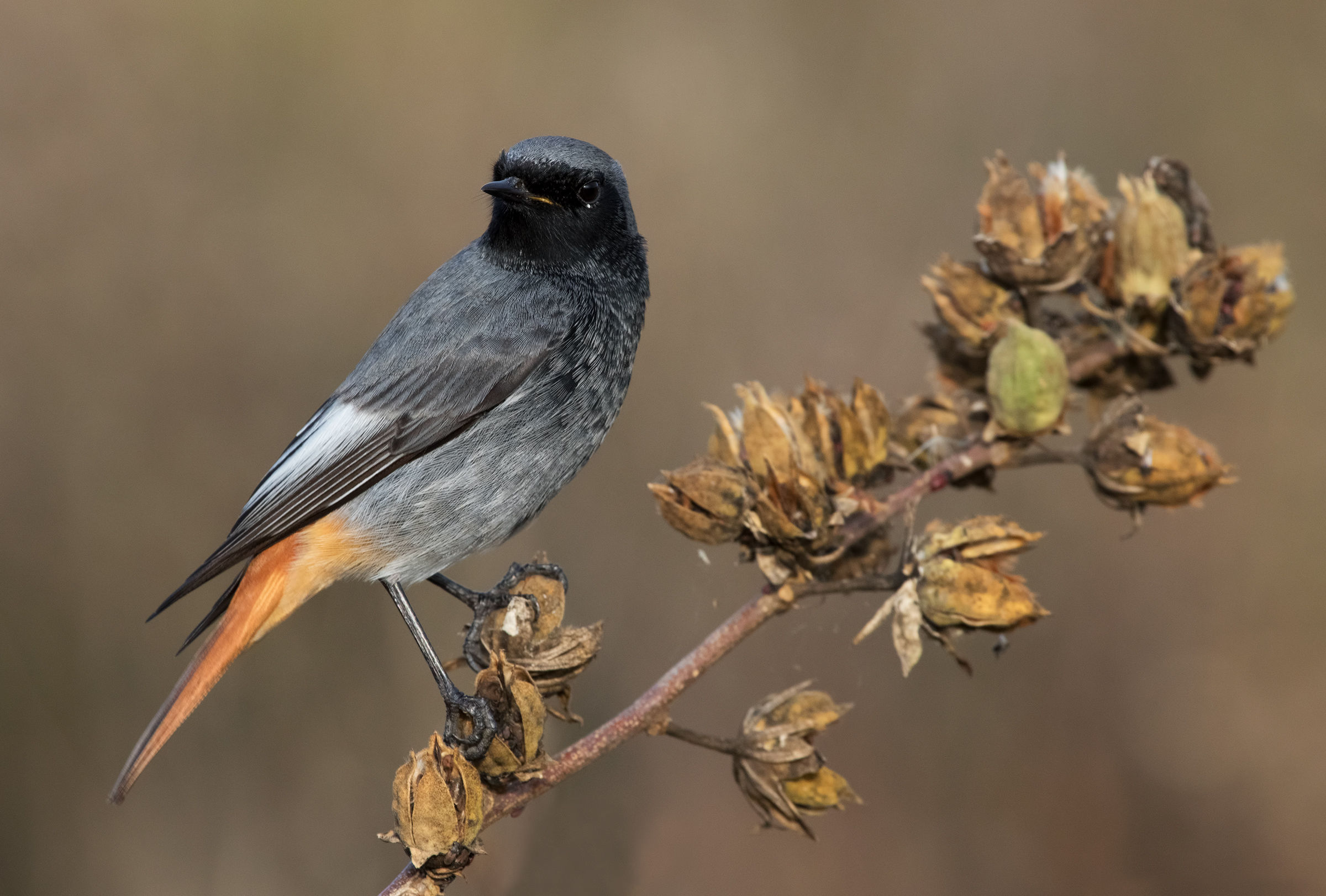 Codirosso spazzacamino (Phoenicurus ochruros) (m)