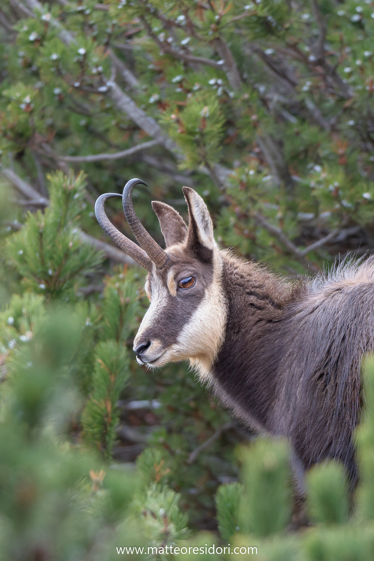 Chamois among the pines
