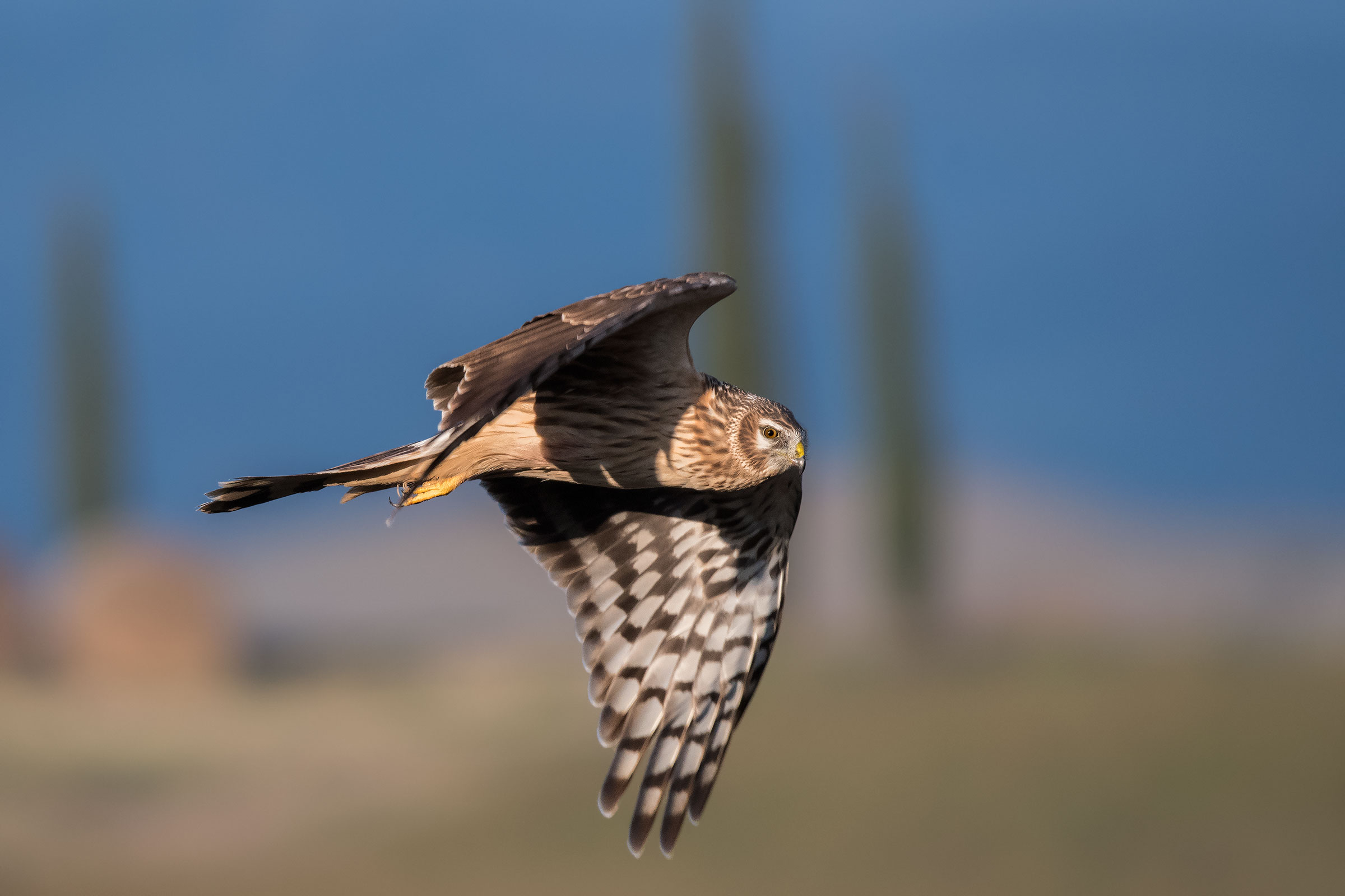 Albanella Reale Female