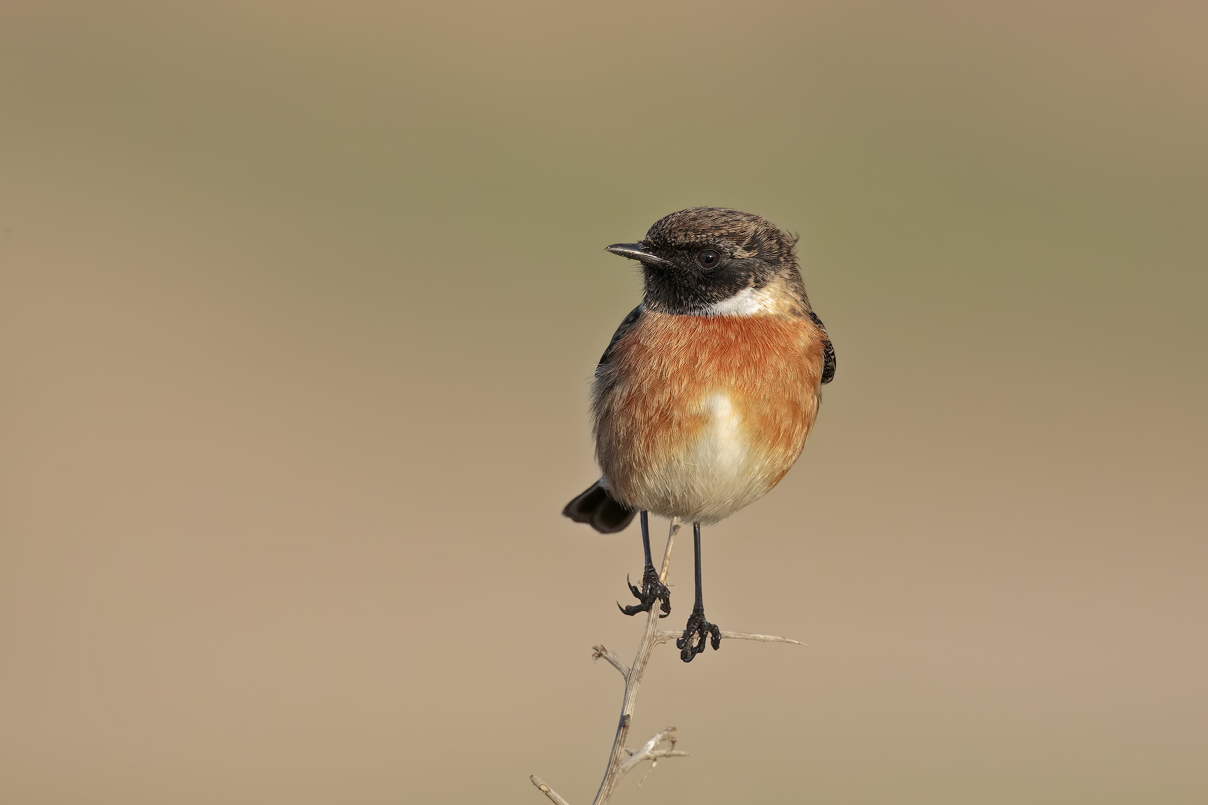 stonechat