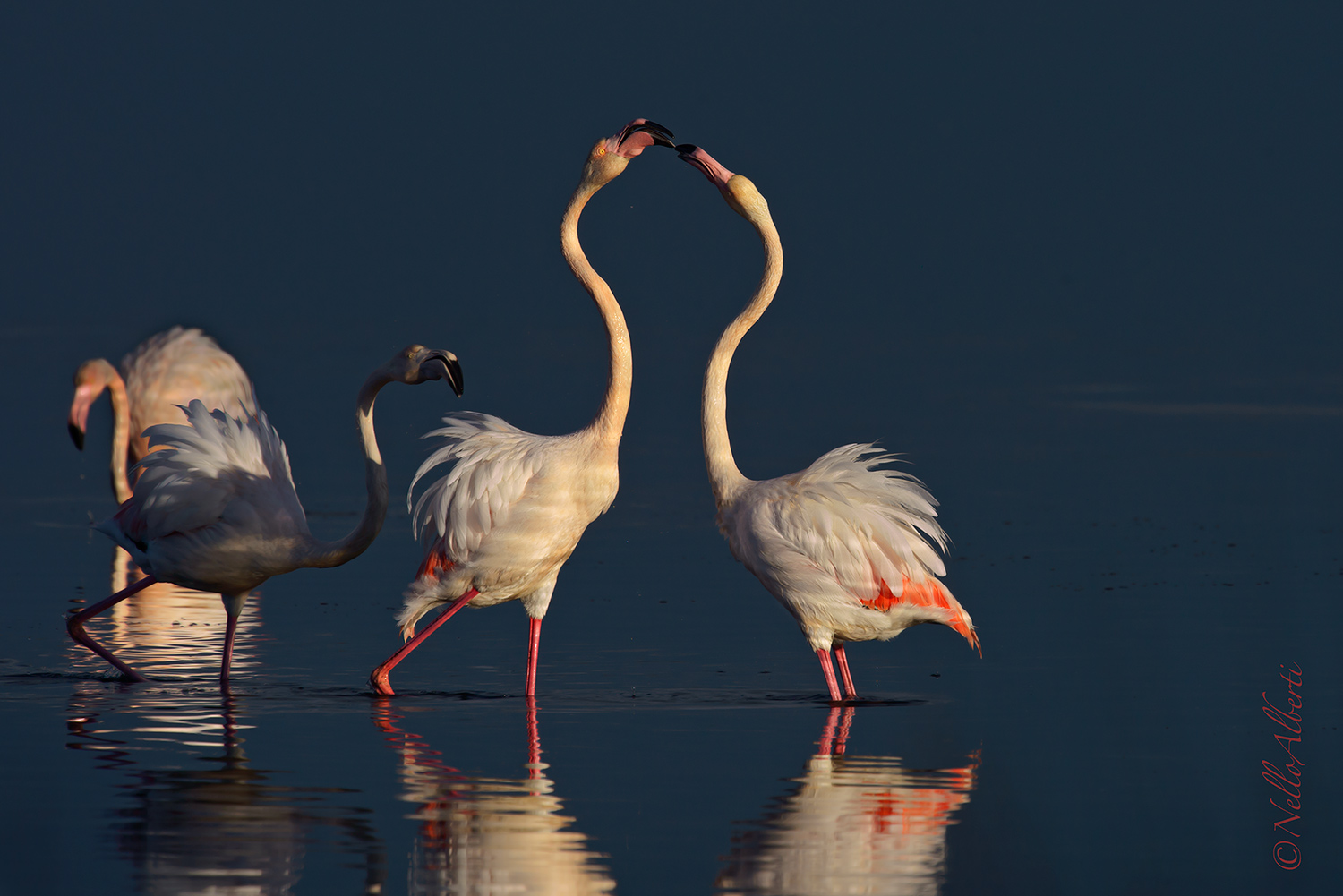 quarrel between flamingos