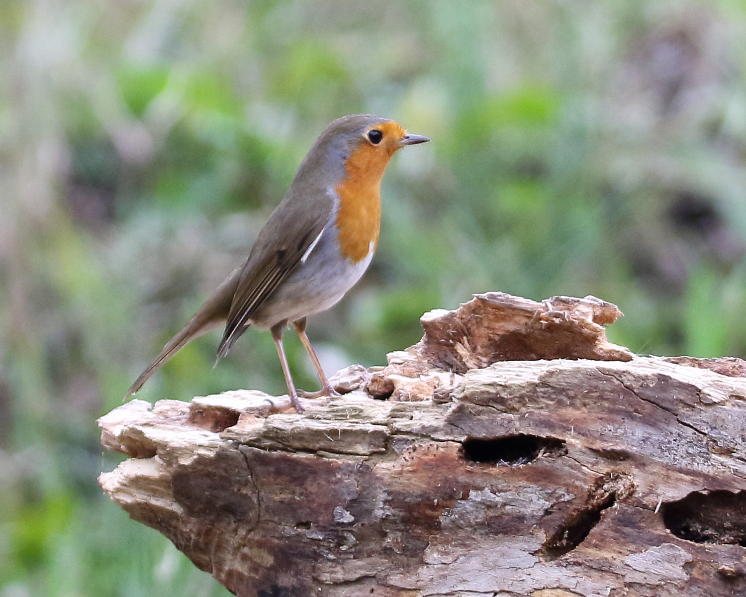 Pettirosso 3 ripa bianca 12-2016