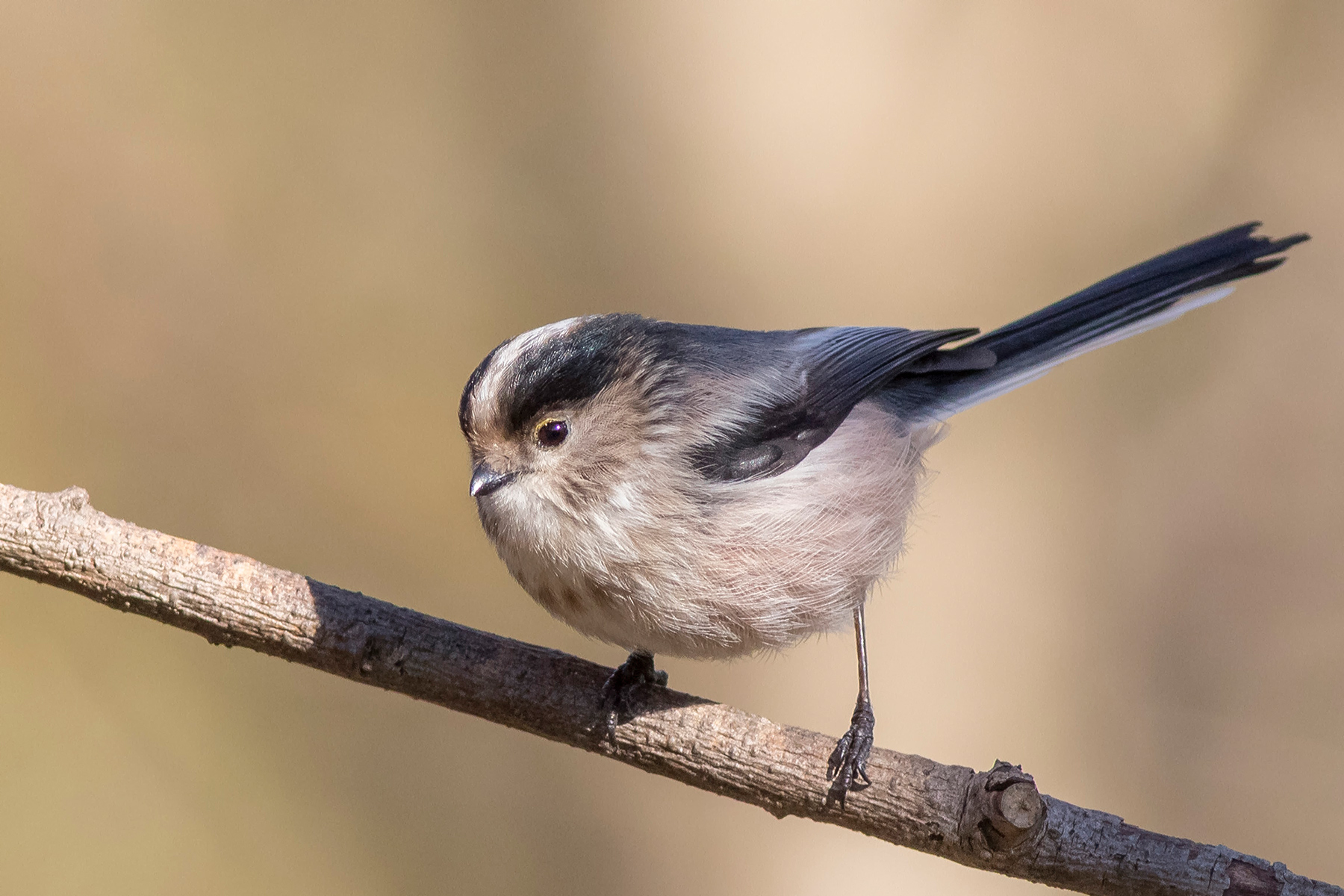 Long-tailed Tit