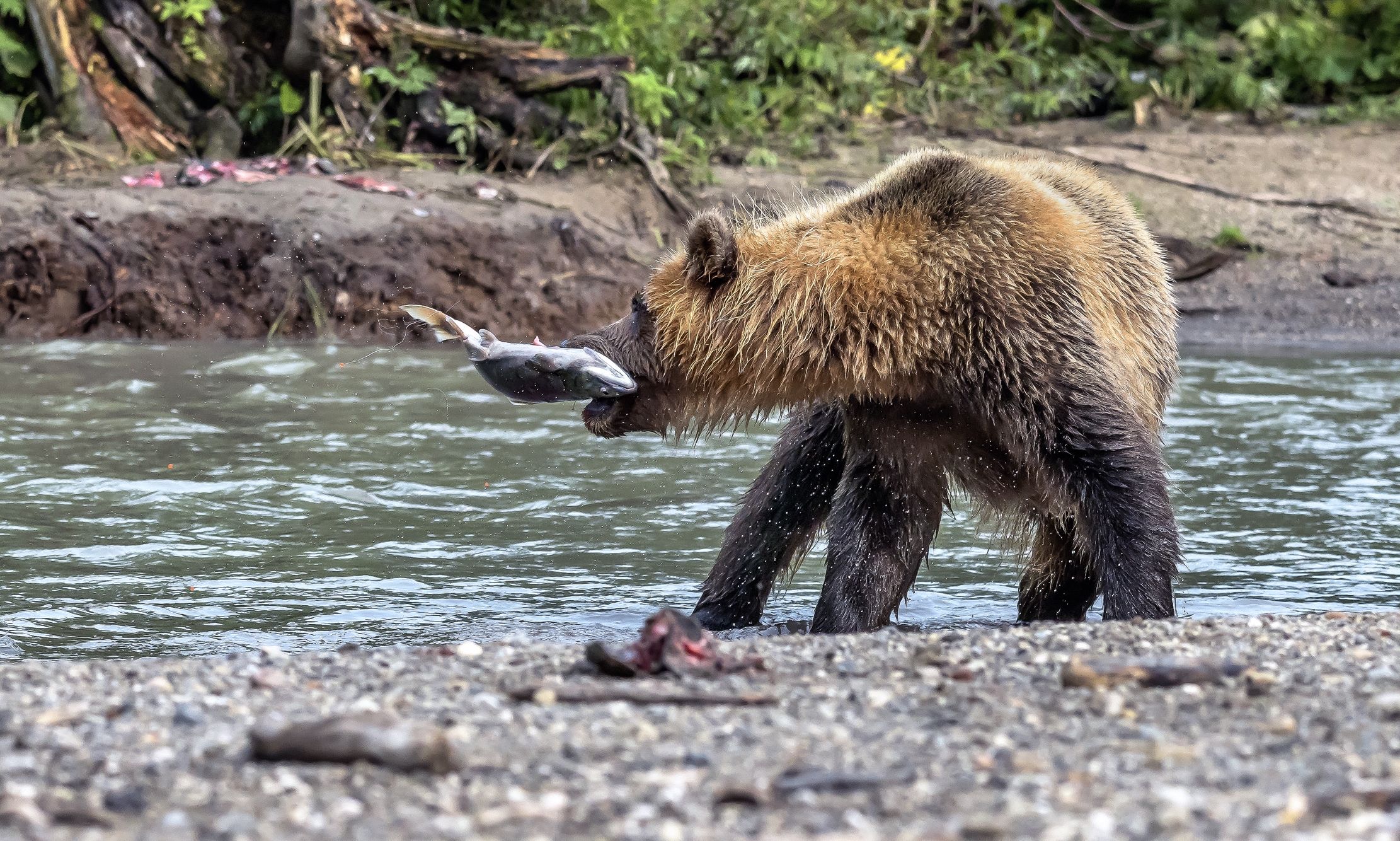 Kamchatka 2016 - Shaking and fishing