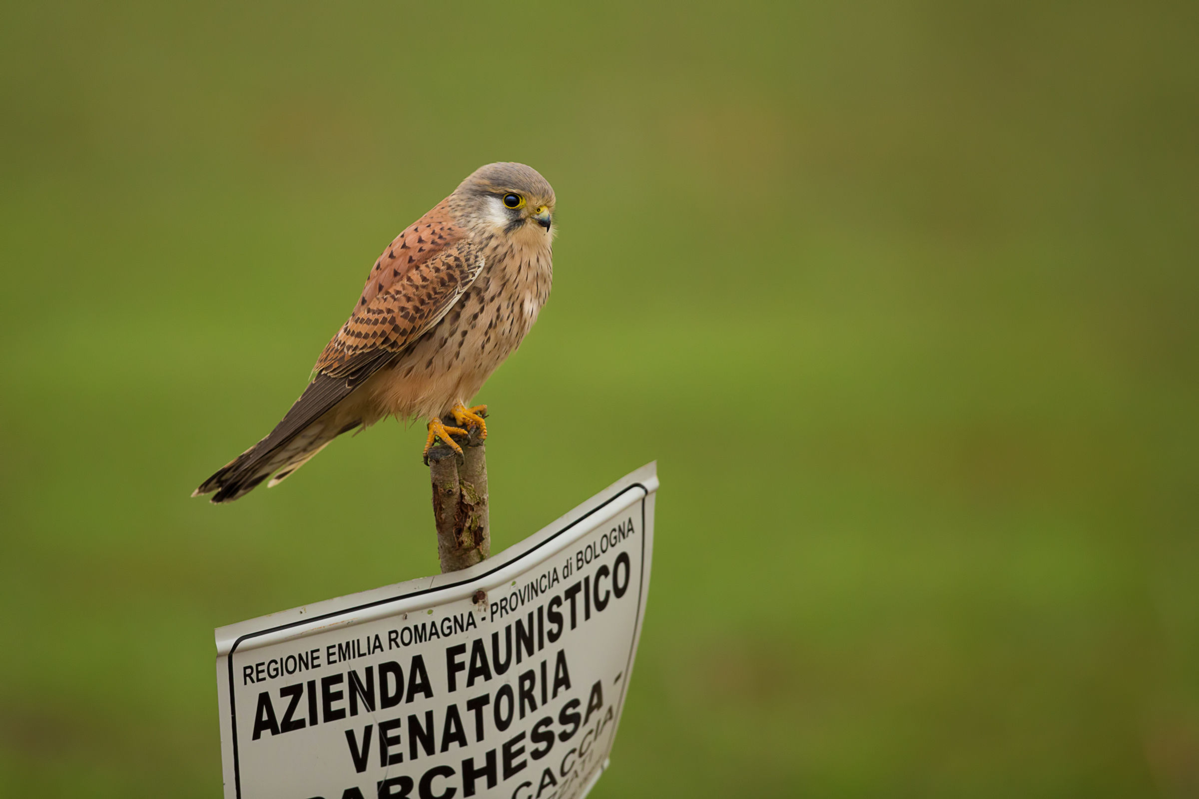 il cacciatore....in regola!